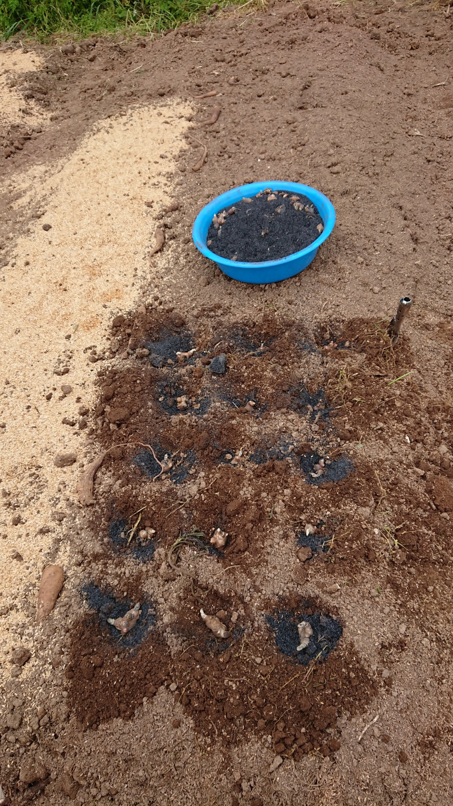 5/15(金)残りのヤーコンの種いもを苗床に植えました。今年は全部で500個ほどです-2020-05-16