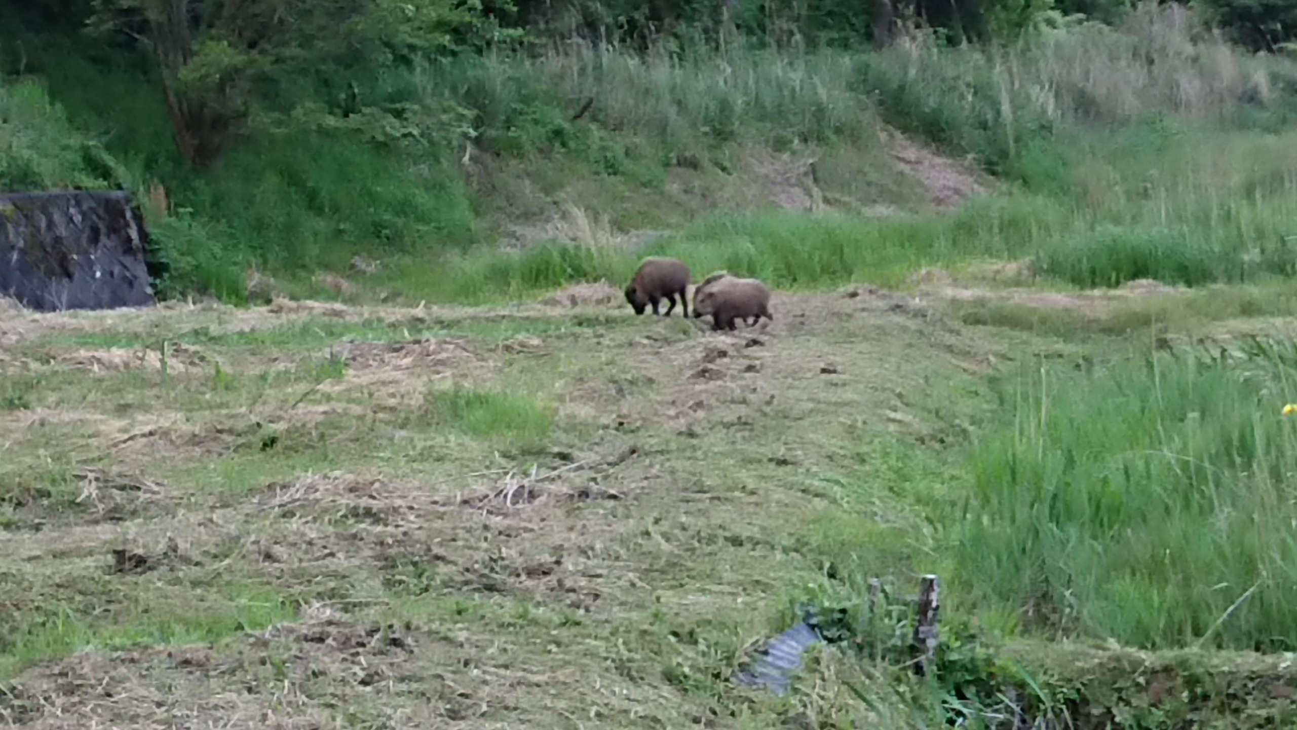 イノシン3匹がキクイモを食べに来た-2020-05-19