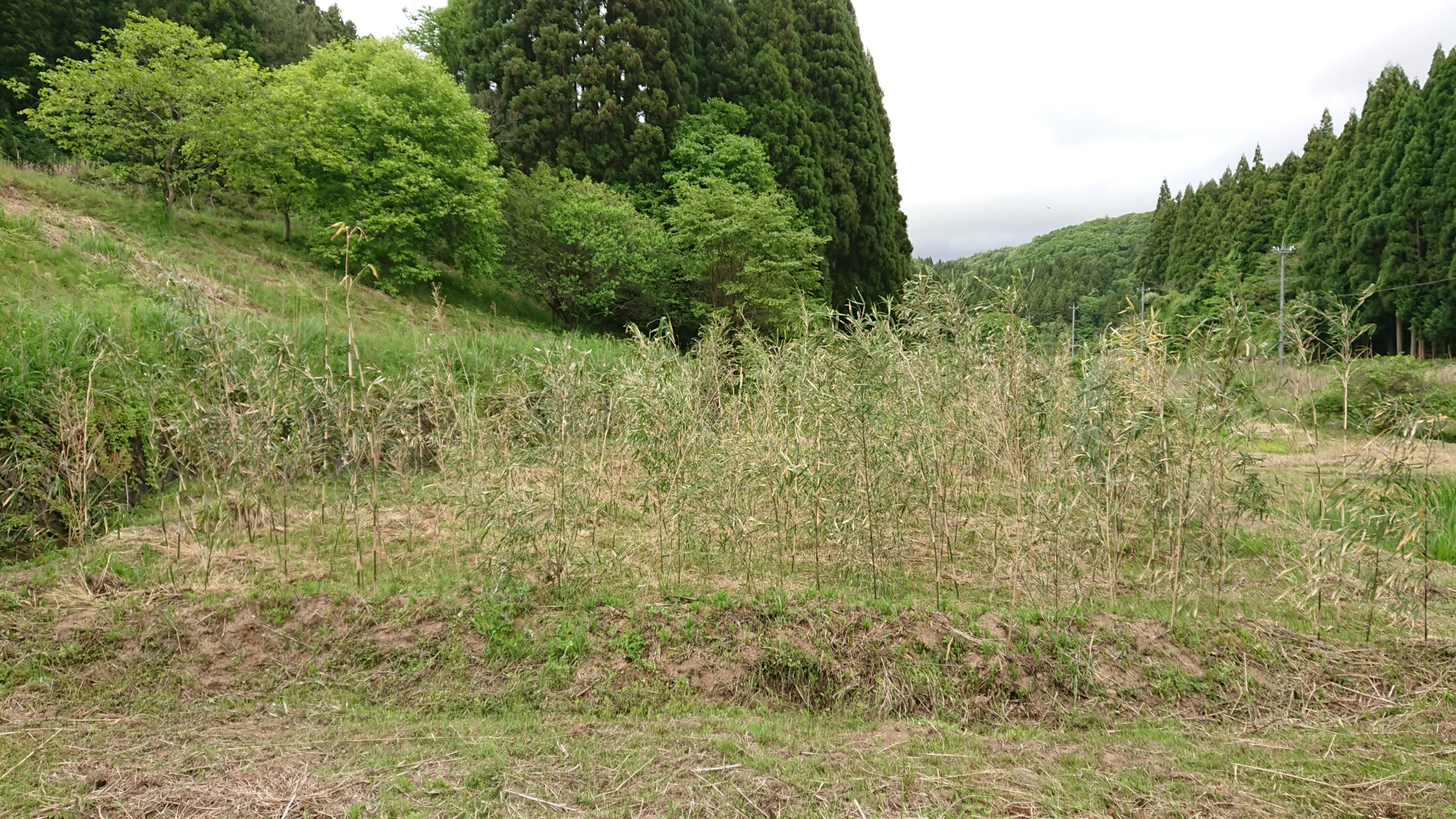 キクイモ畑の隣の2区画は、たぶん野生化したアピオス畑です-2020-05-20