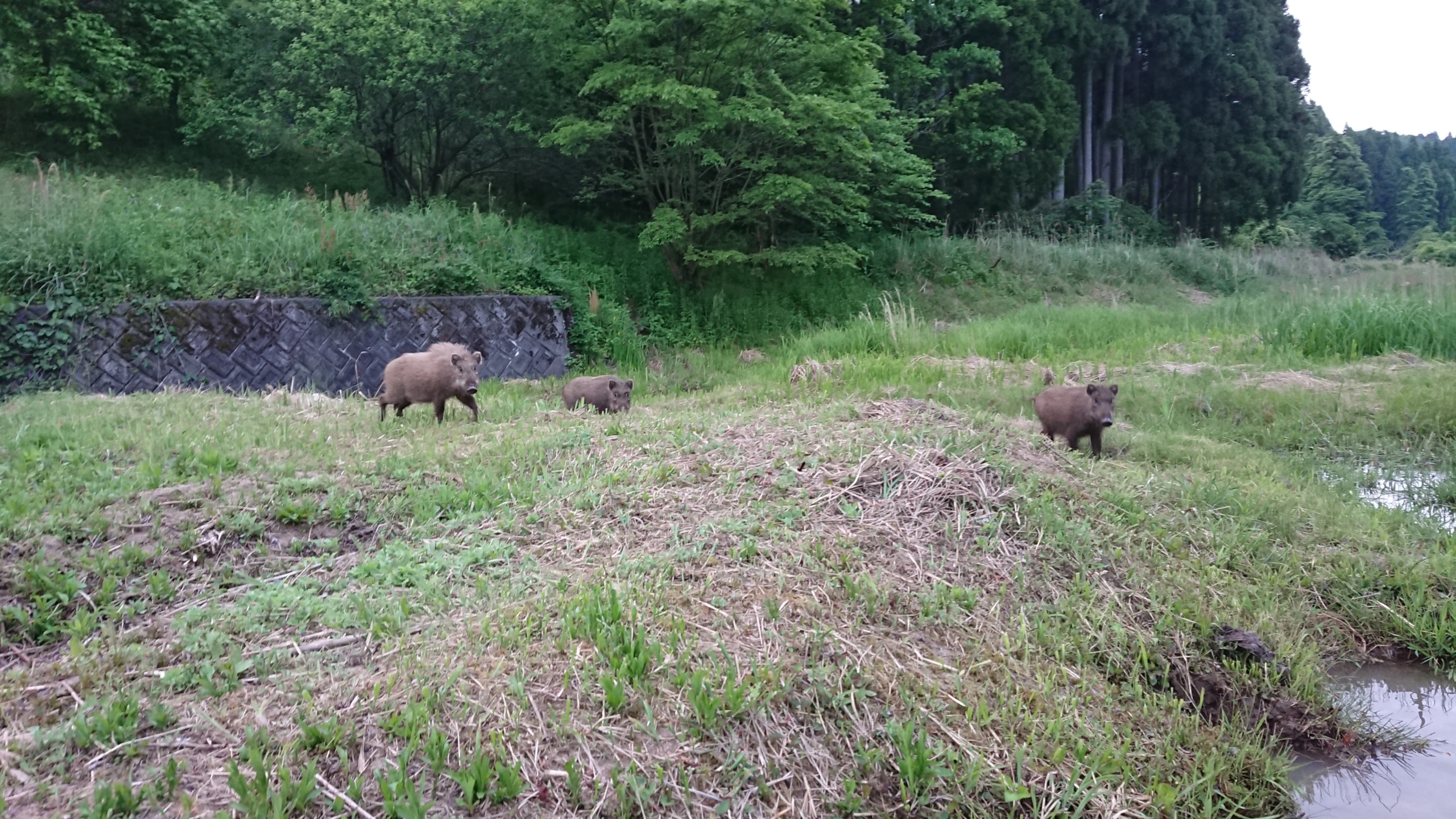 イノシンが来たから作業やめました-2020-05-24
