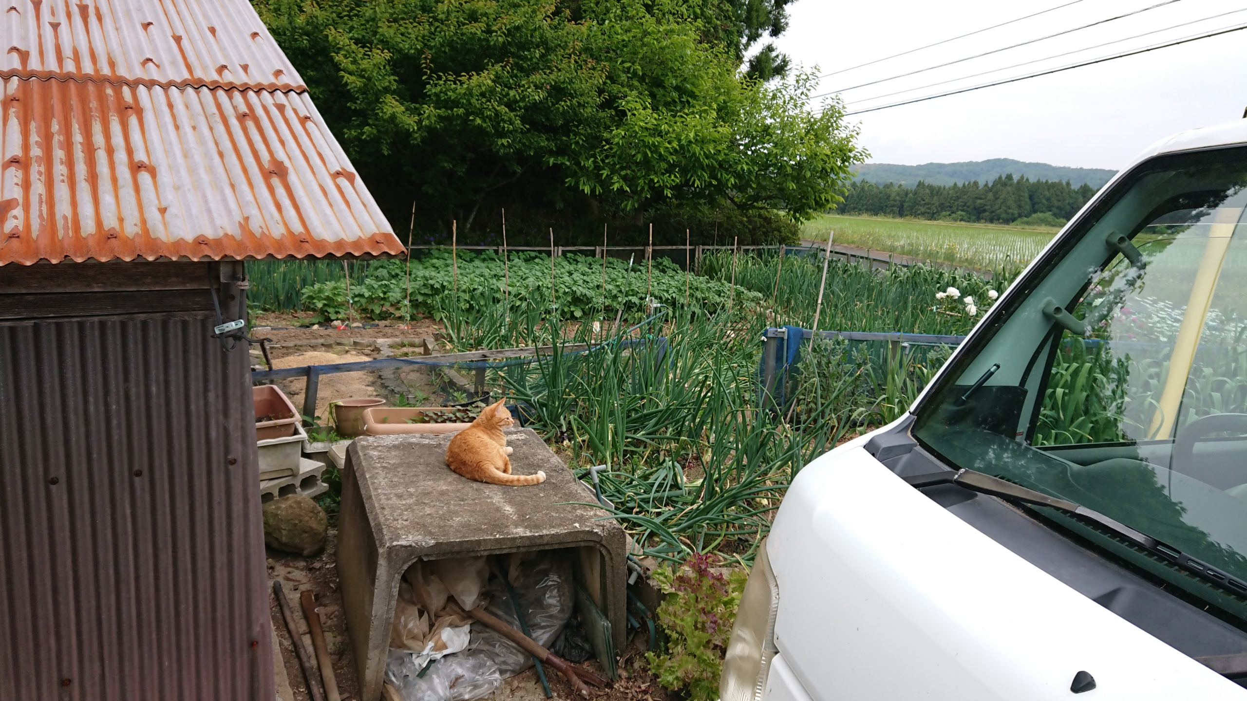 力任せに引き抜こうとしたら、備中鍬(びっちゅうくわ)が壊れました-2020-05-26