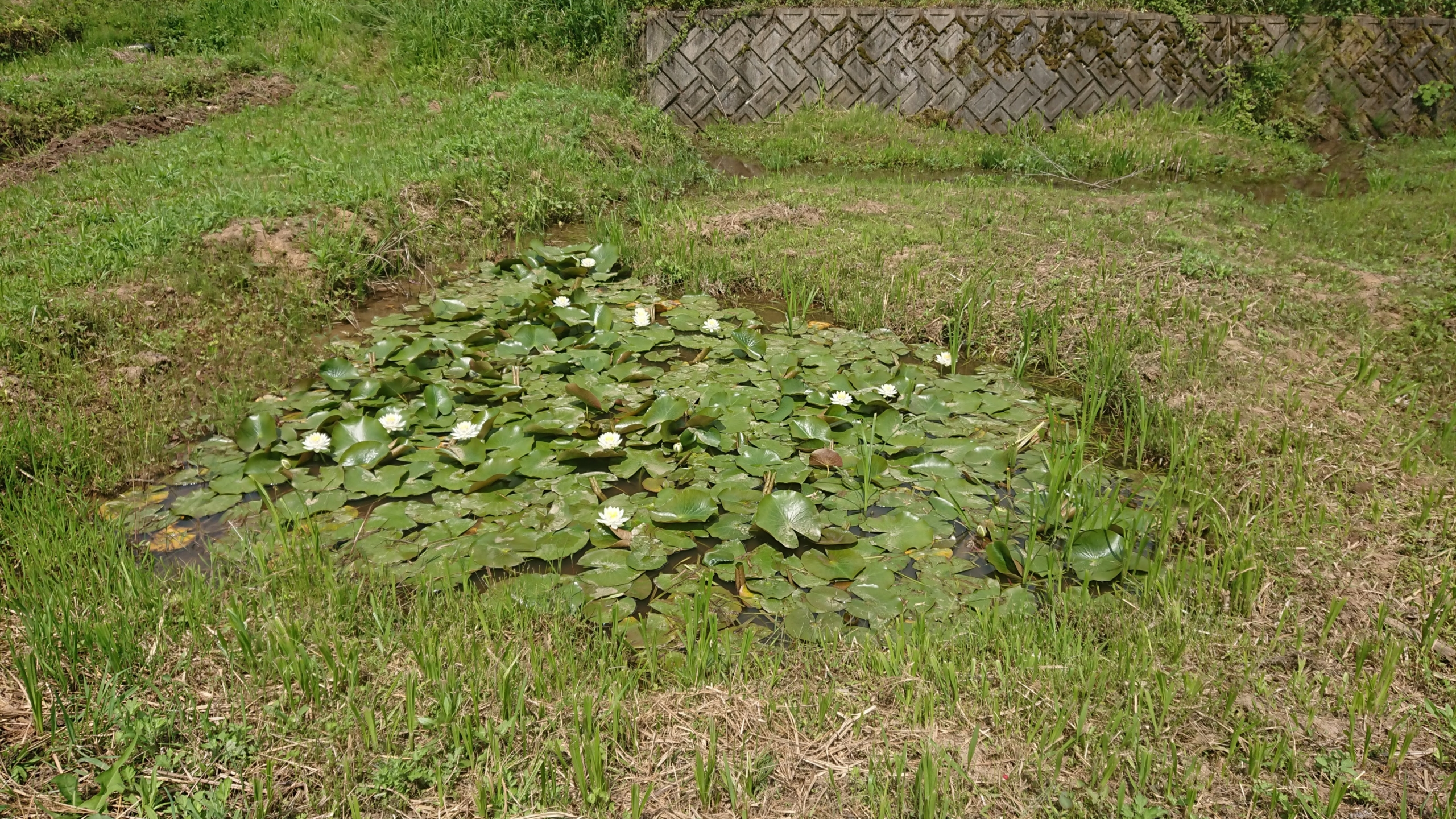 終わらなかった。昨日、くわが壊れたのは水の中でこの状態-2020-05-27