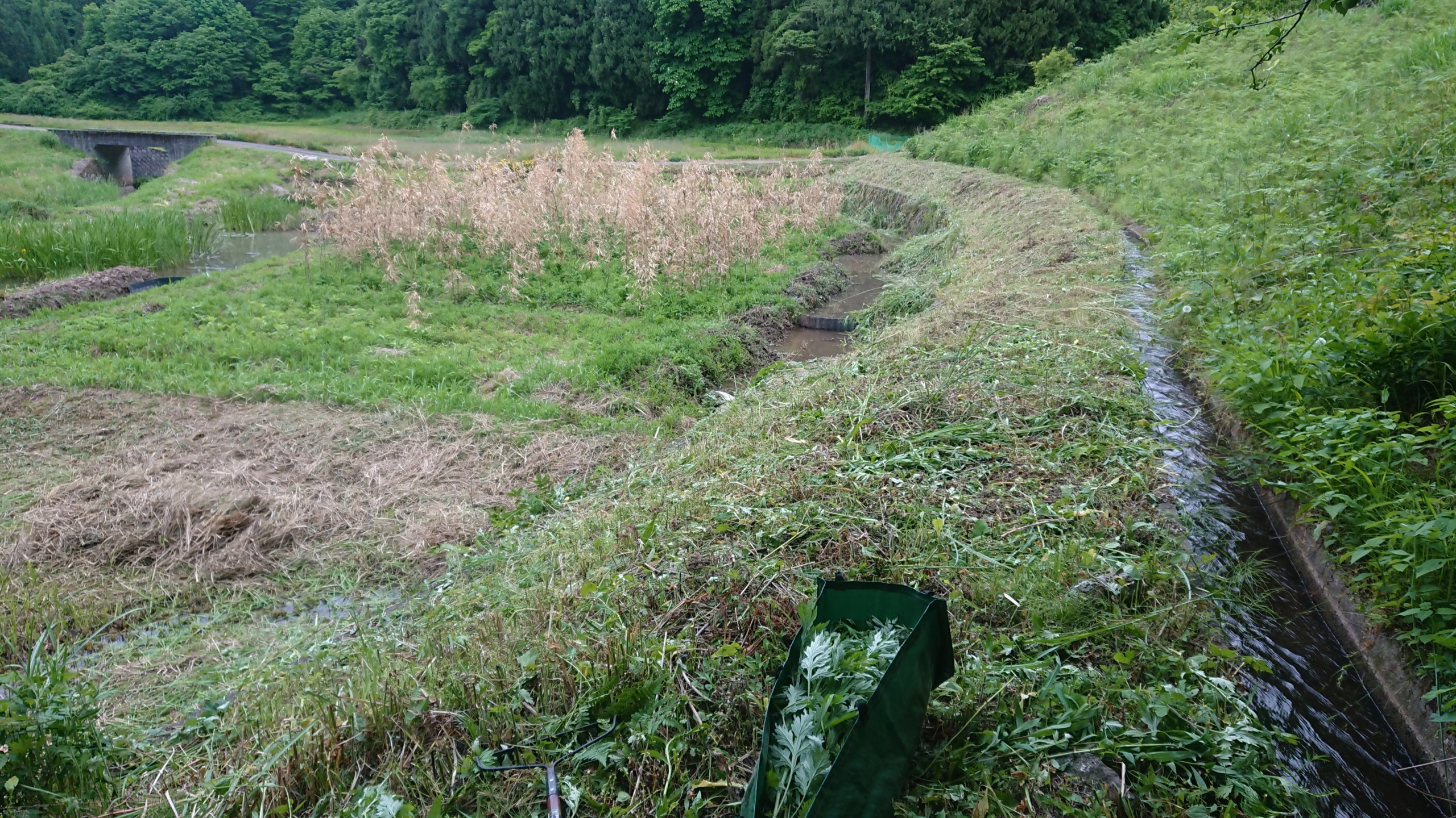 追加の話があったので、石垣の上を草刈り しながらヨモギ採取です-2020-06-01