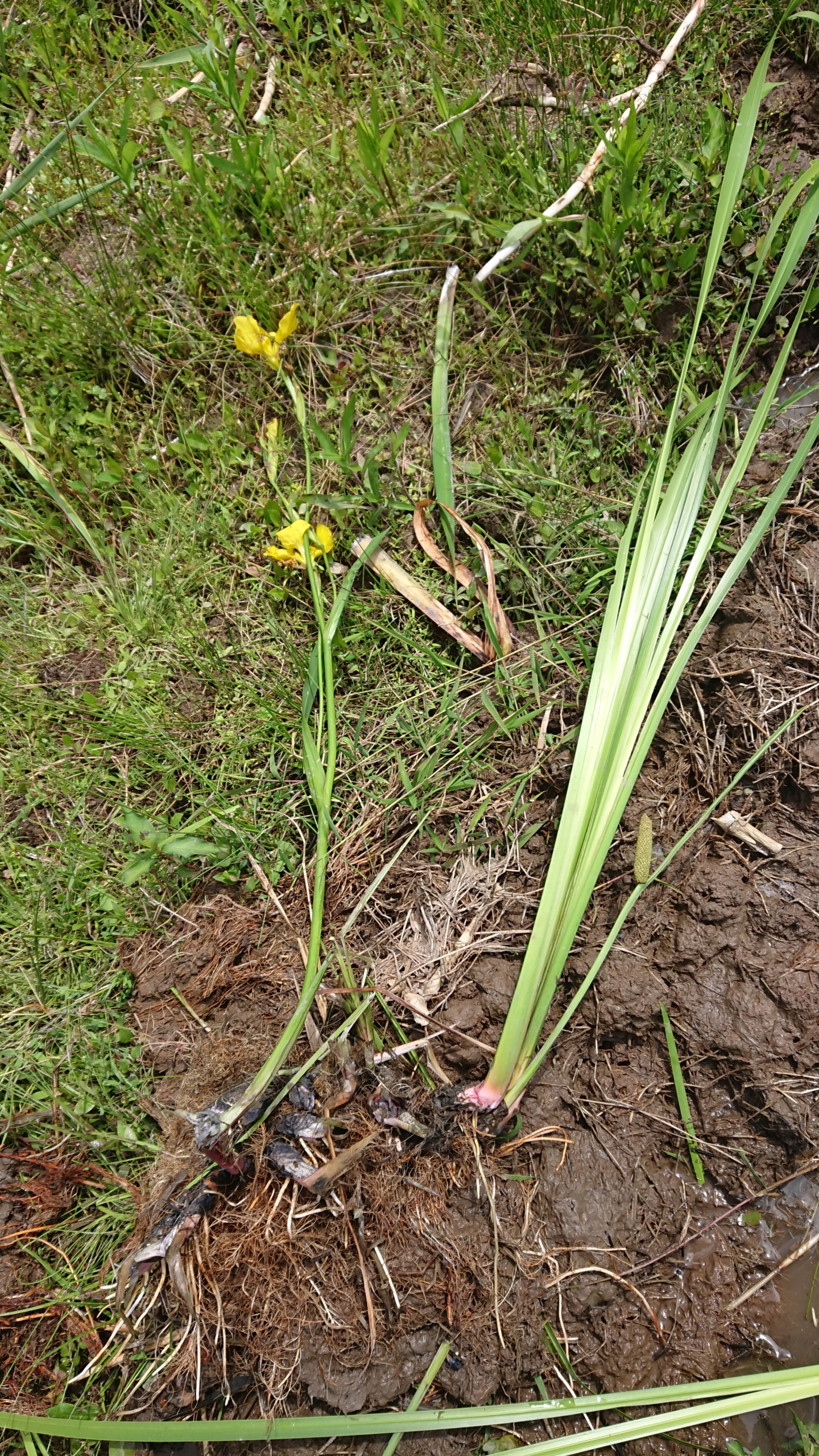 しょうぶを刈り取って流水につけておきました-2020-06-02