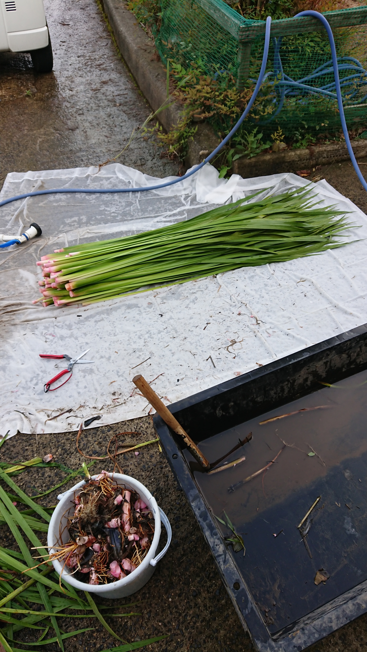 今日も、しょうぶの刈り取りしてました-2020-06-03