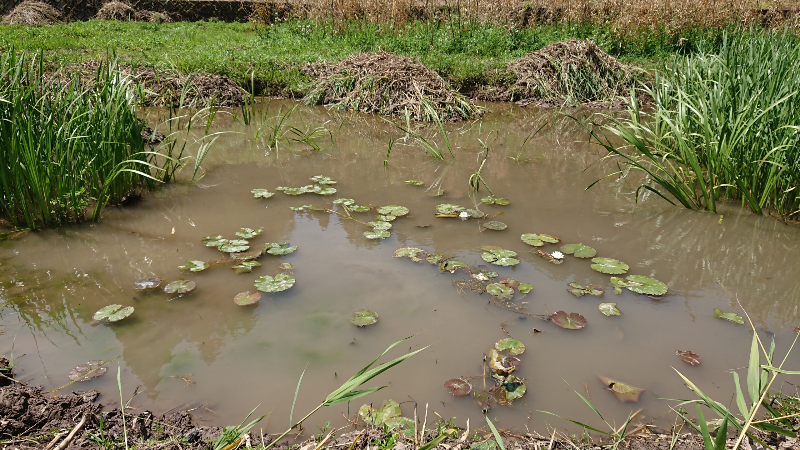 この前、すいれんの株を掘り起こして移動させましたが、花を咲かせました-2020-06-04