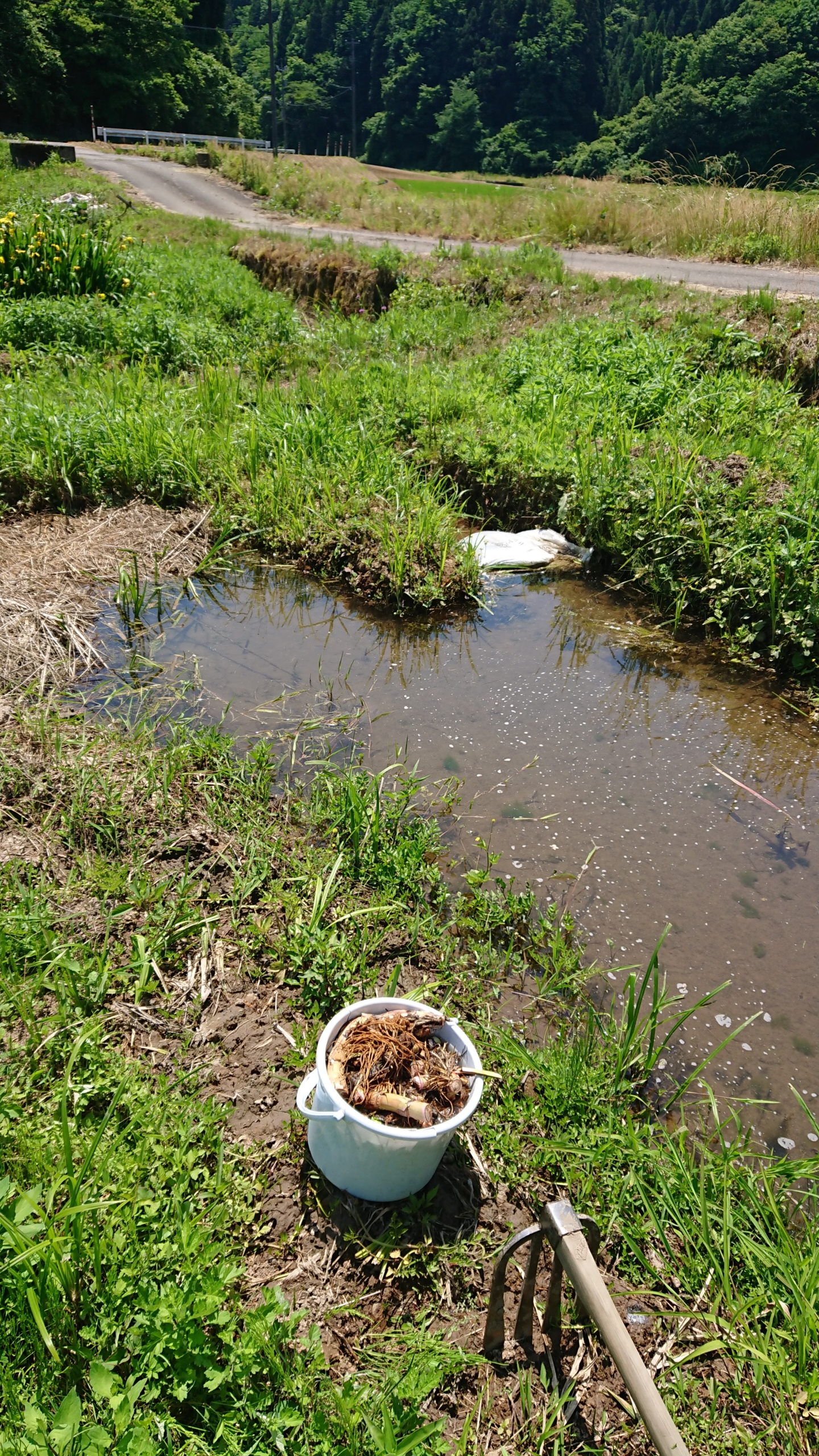 しょうぶは,こうして水のある泥の中に適当に埋めるだけで再生します-2020-06-11