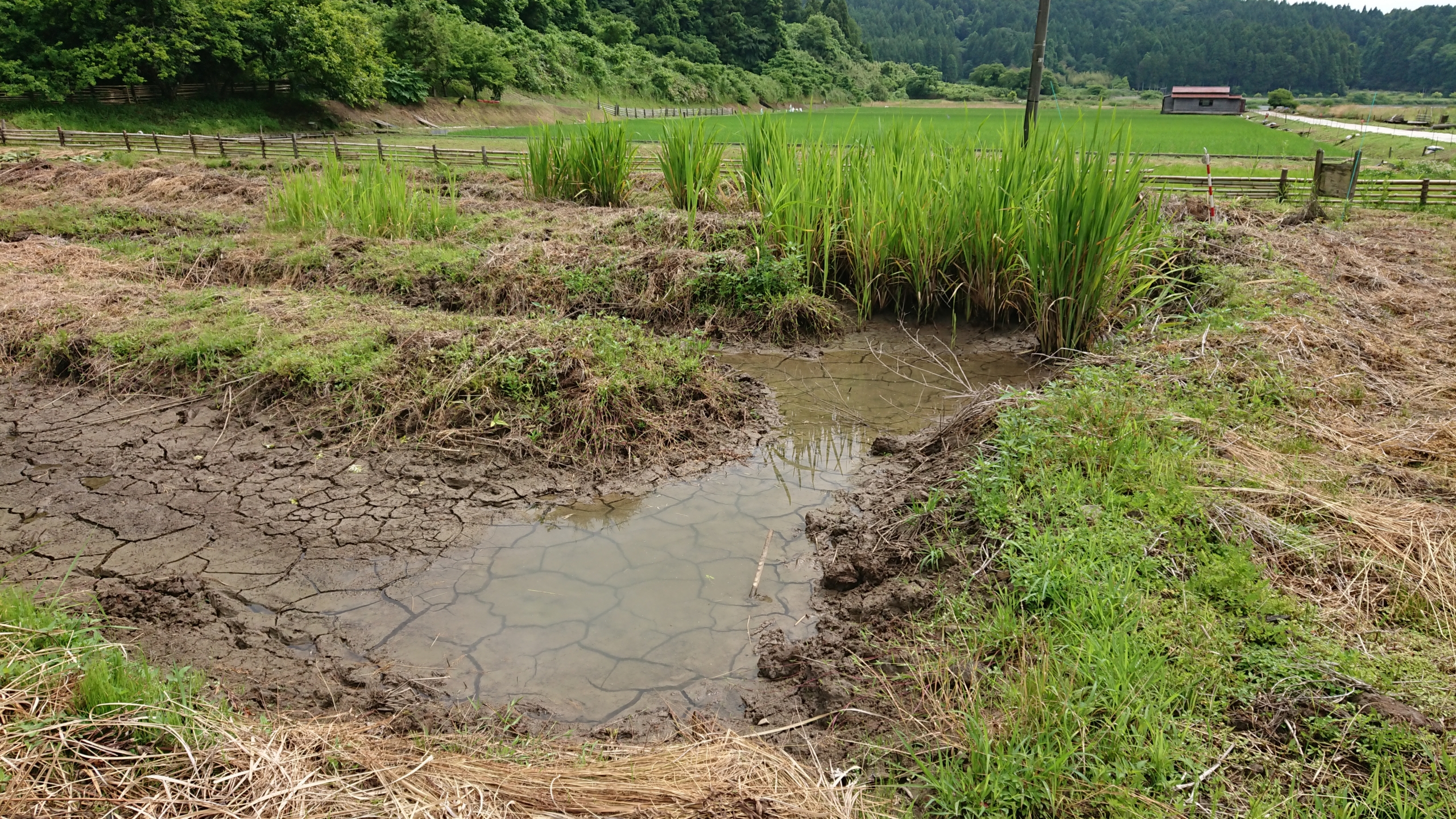 思ったほど雨は降らなかった-2020-06-12