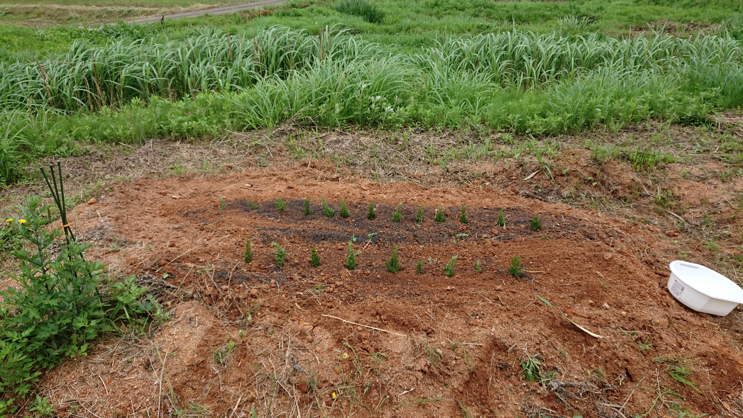 ローズマリーの苗作りはじめました-2020-06-16
