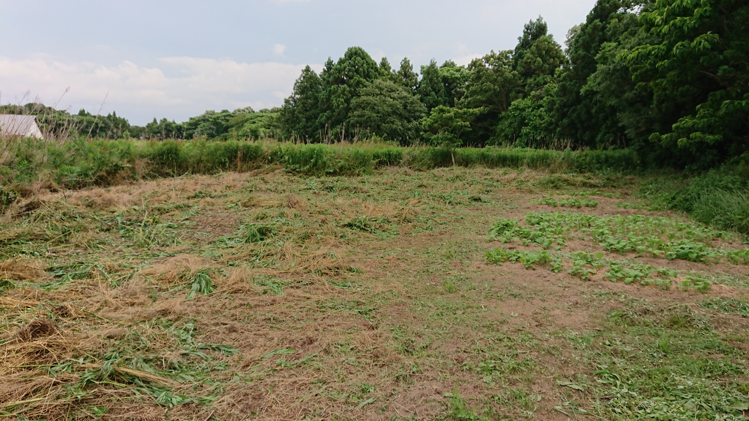 ヤーコンの苗は300くらいあるかも-2020-06-19