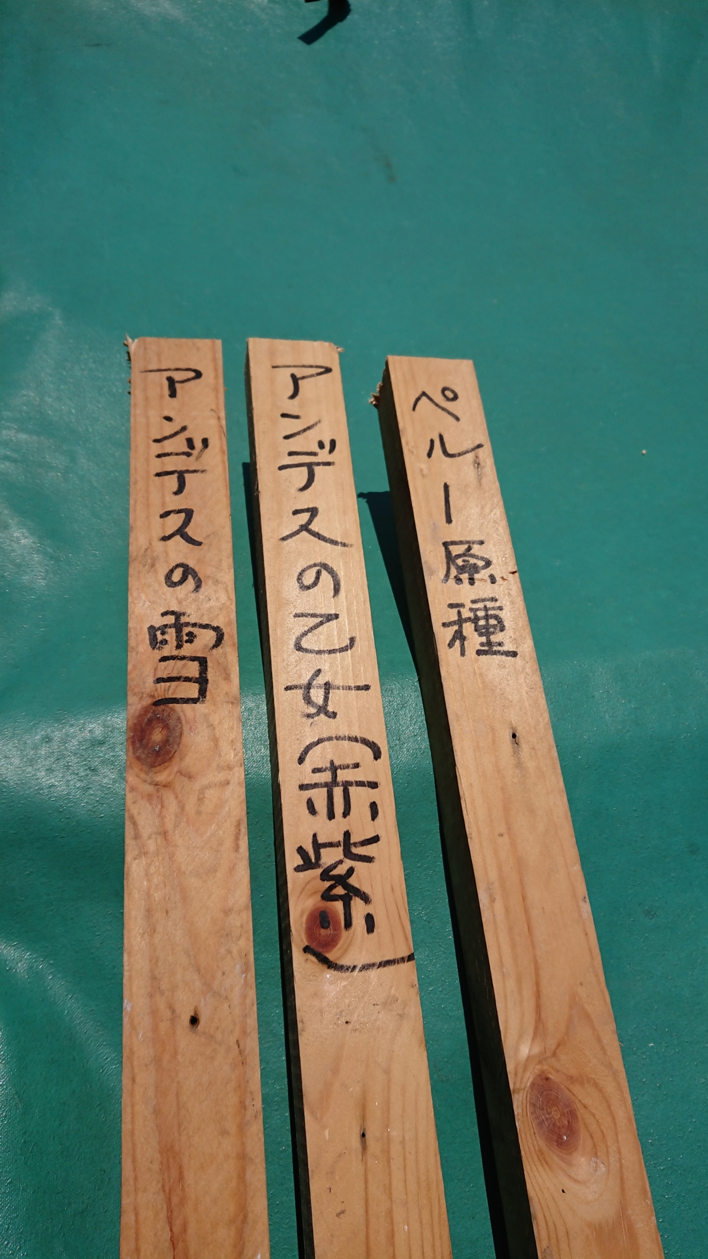 昨日6/22(月)、ヤーコンの苗の本数を数えたら、どういうわけか数が多かった。-2020-06-23