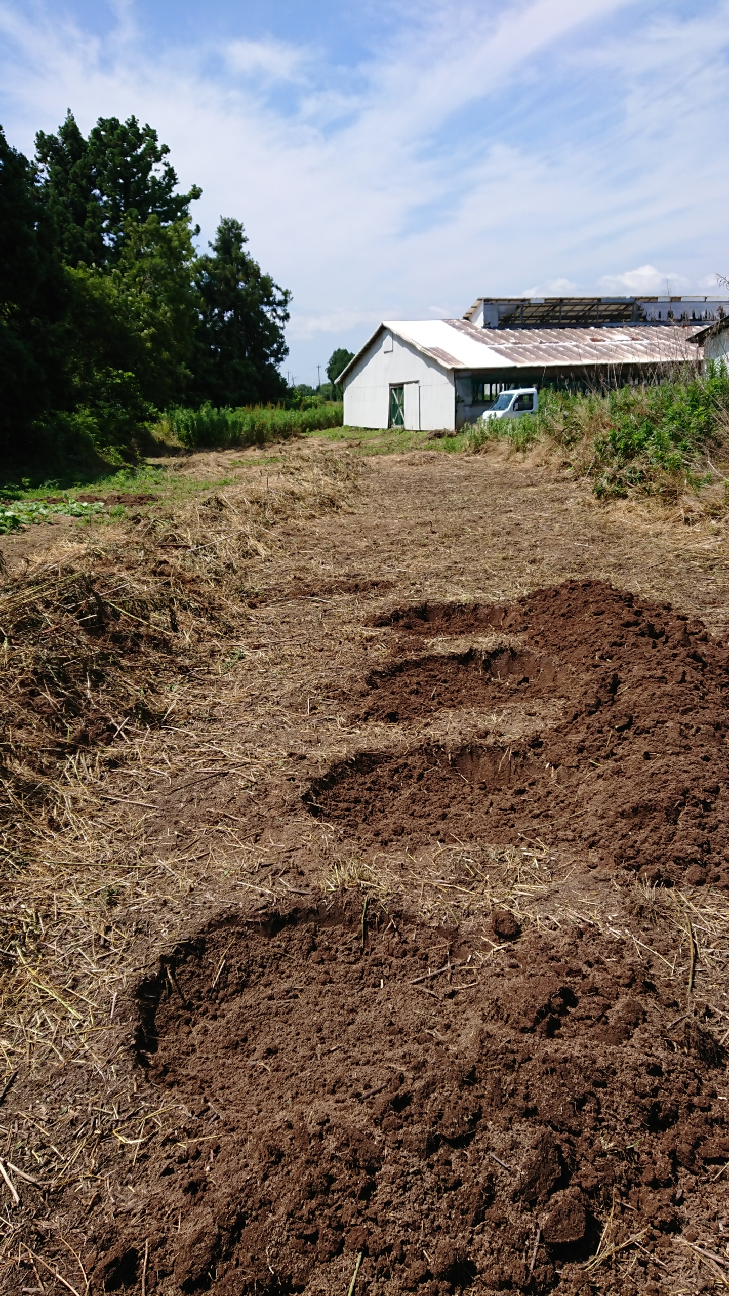 昨日6/23(火)ヤーコンの苗を移植する場所を作りましたが、雨待ちです-2020-06-24