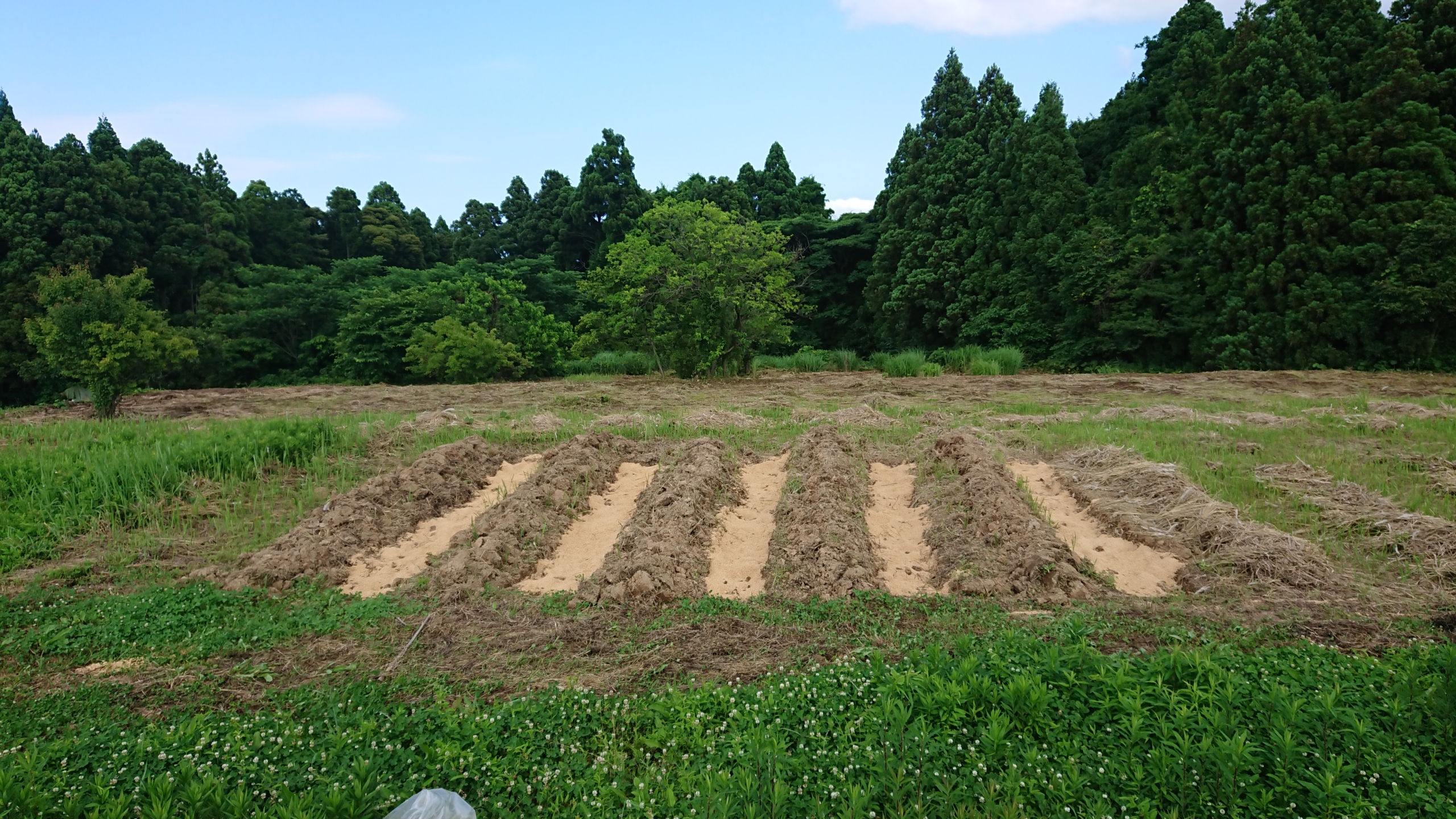 掘り起こした地面に、もみがら混ぜ込みです-2020-06-28