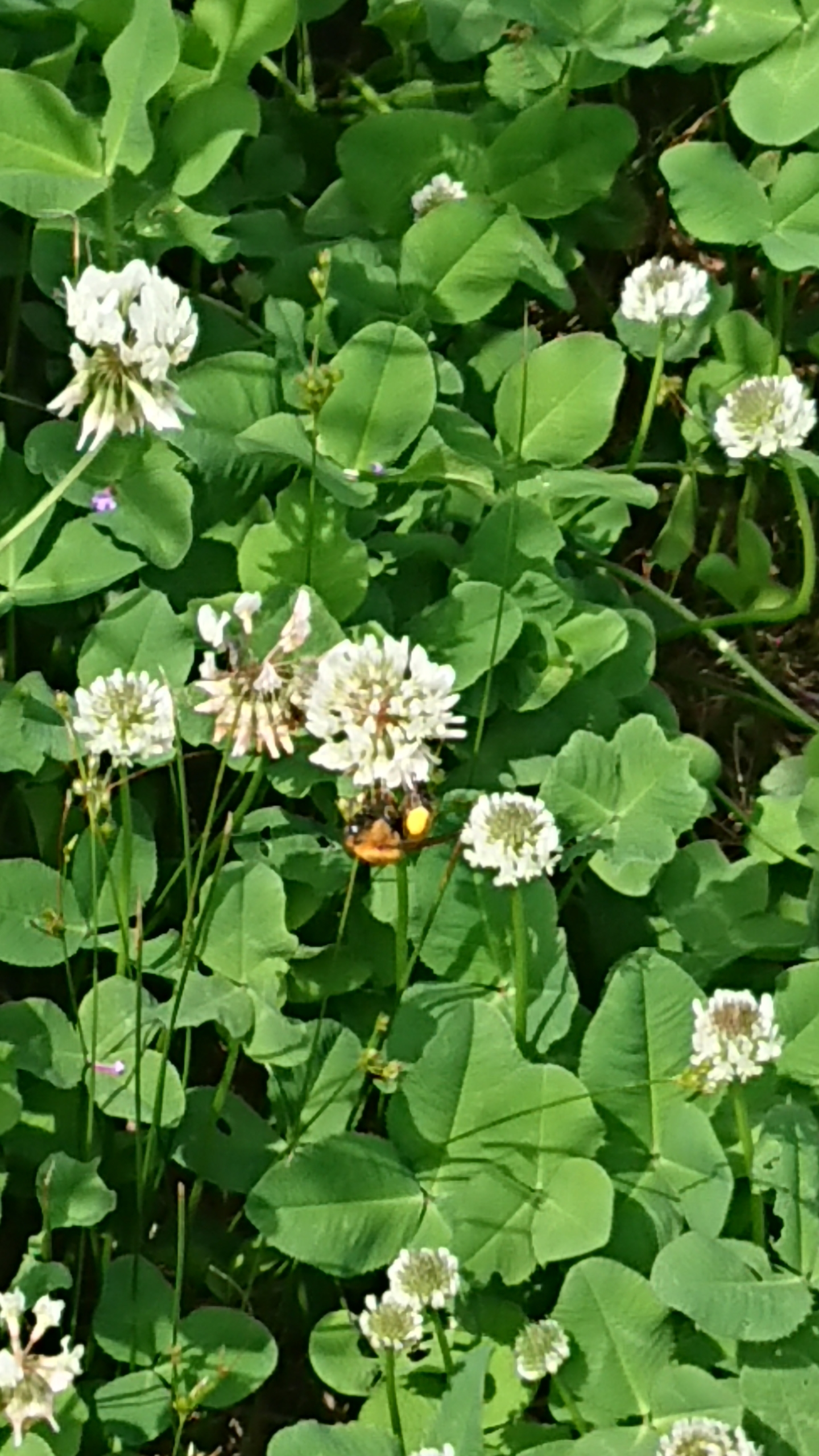 今日は、3尺バーベナが自生している耕作放棄地の草刈りしてました-2020-06-29