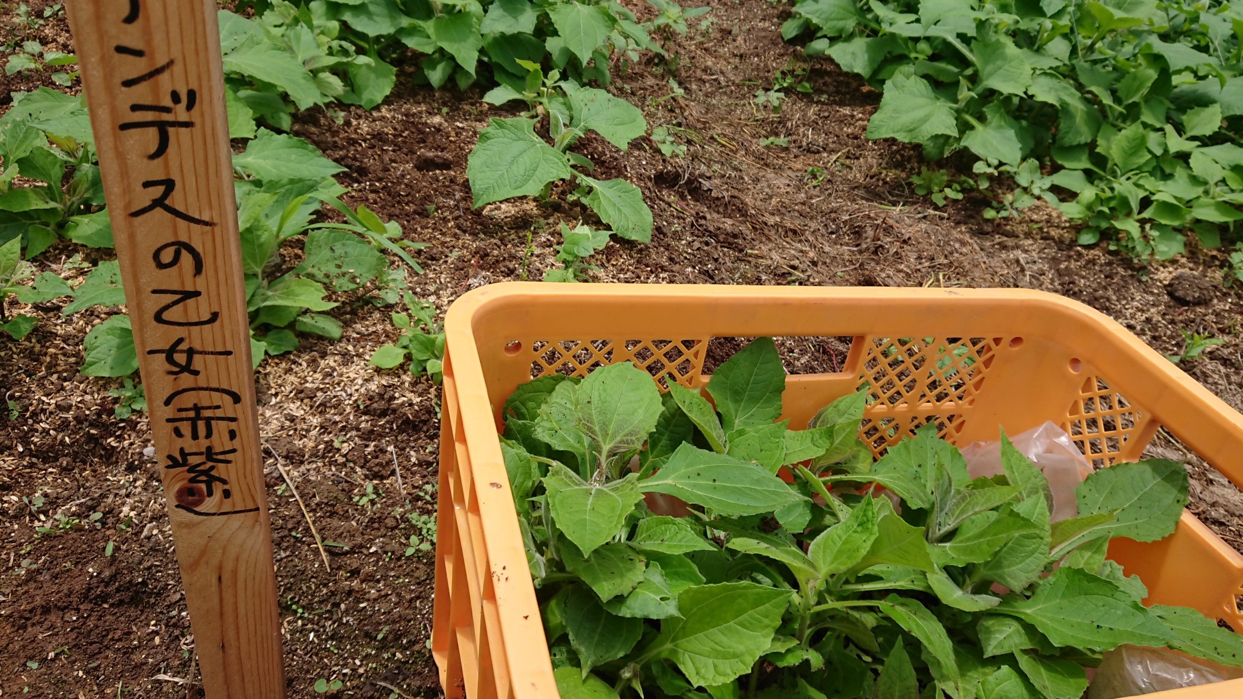 北海道ワインで働く吉村さんにヤーコンの苗を10株届けました-2020-07-01