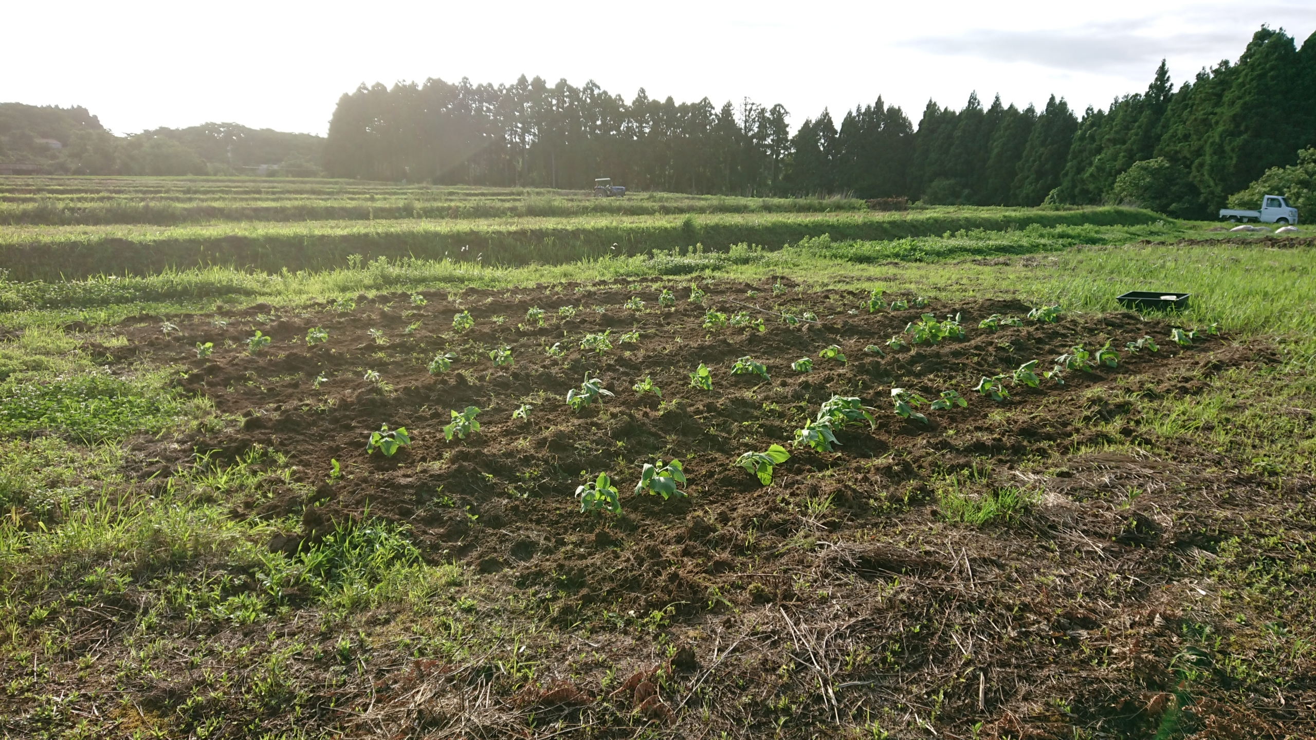 三宅さんからもらったヤーコンは全部終わりました-2020-07-01