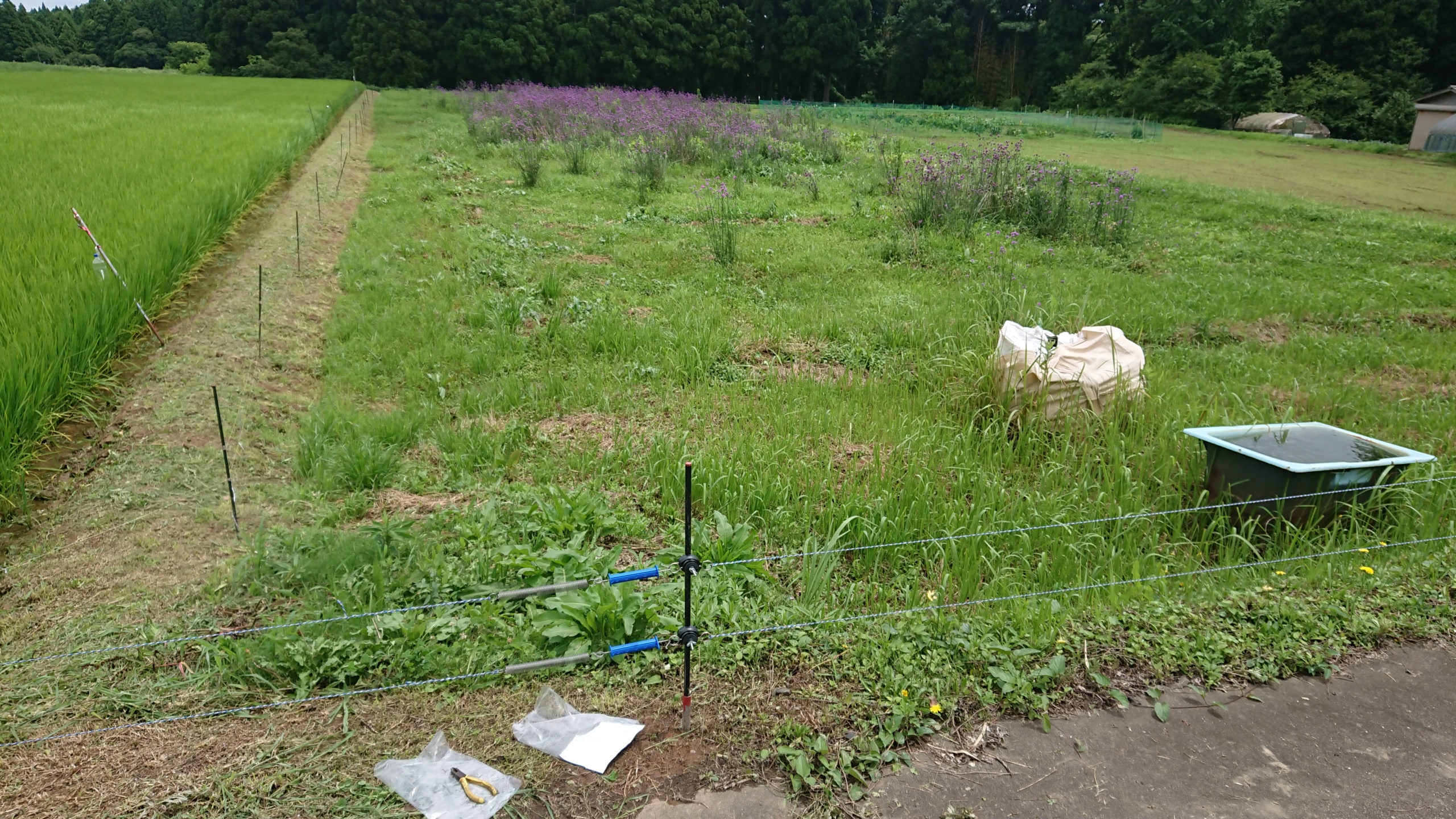 初めて、電気柵を設置する作業の手伝いをしてました2020-07-15