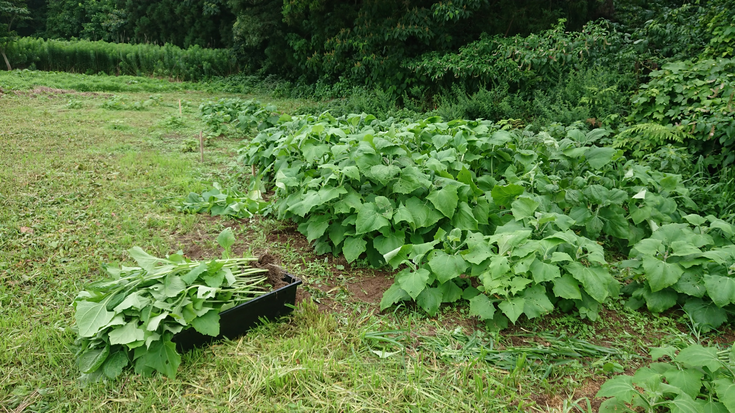 ヤーコンの苗を密集させると、ひょろ長く成長します-2020-07-27