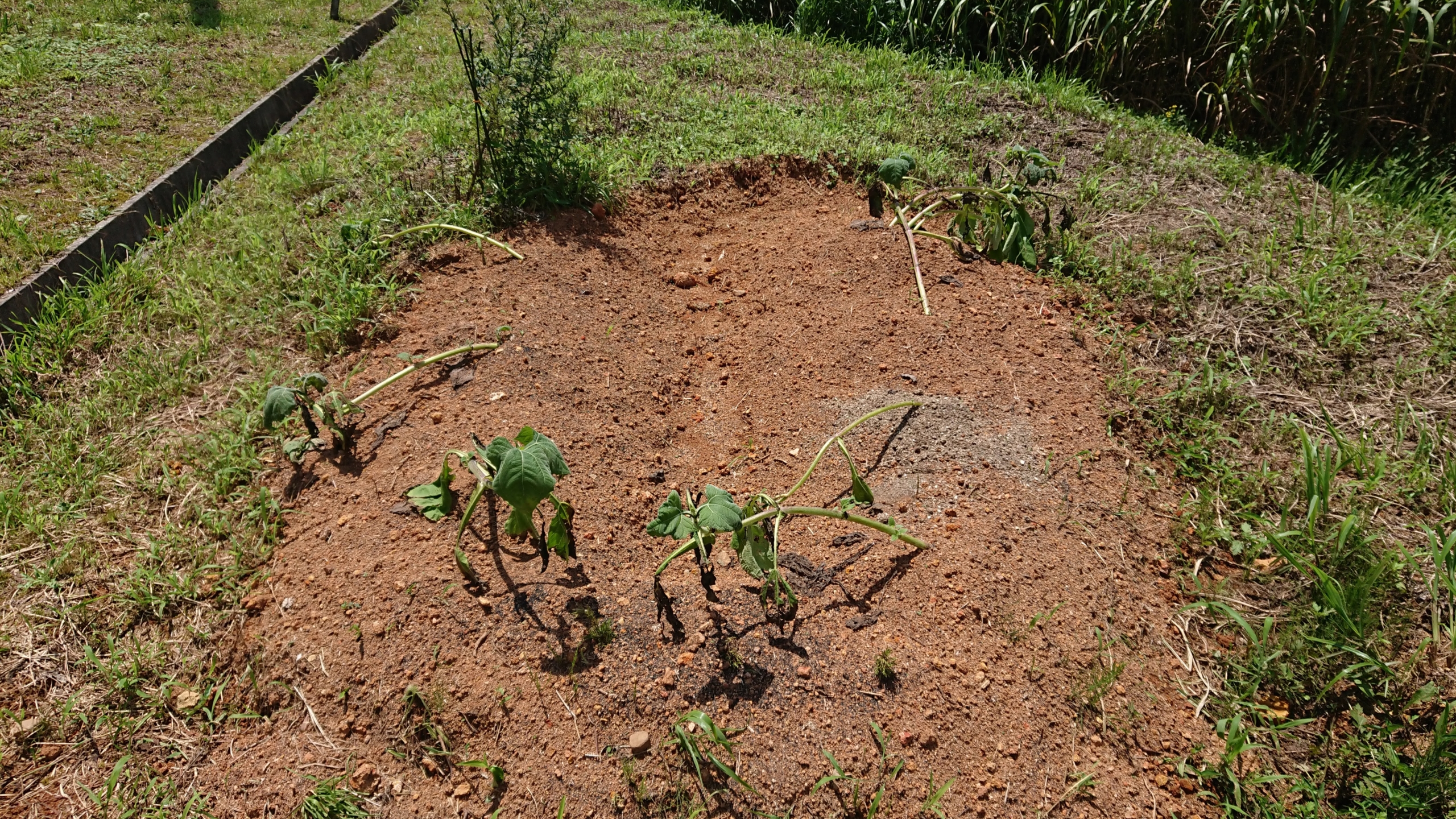 ヤーコンの場合は、ふかふかな土が50cm以上は必要だと分かりました-2020-08-01