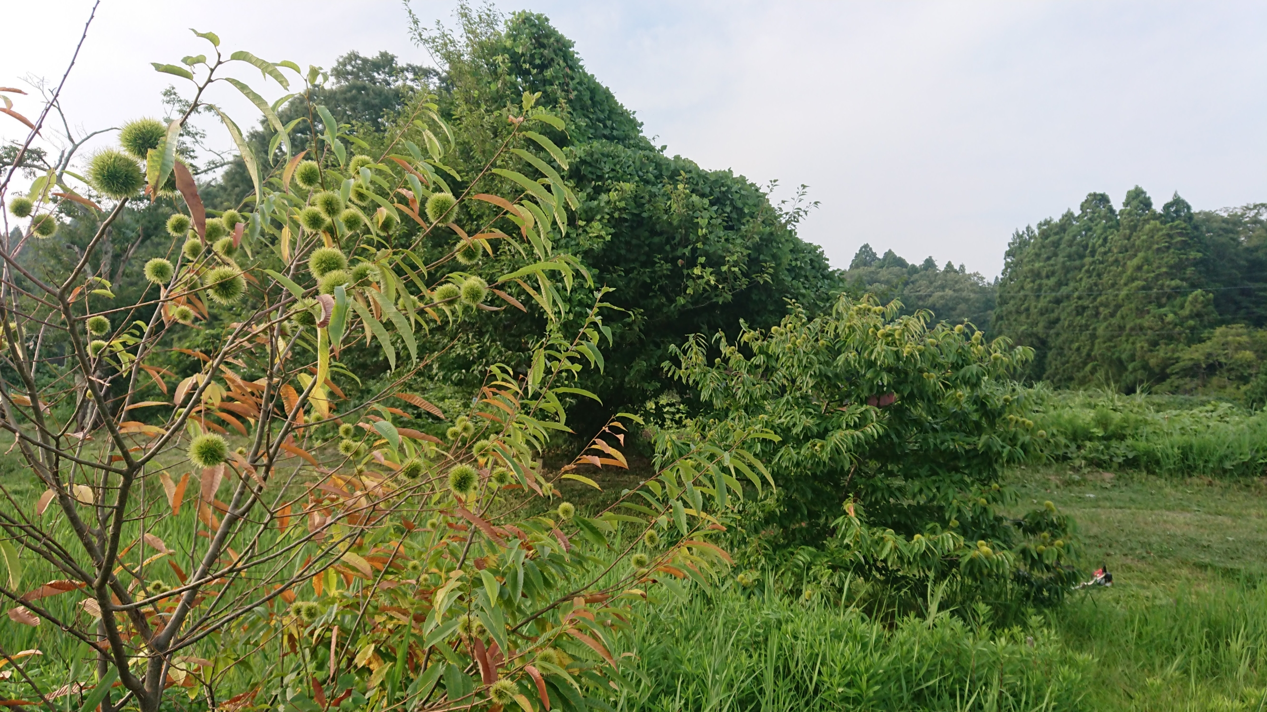 栗山から集めた栗のイガから発芽した栗です-2020-08-06