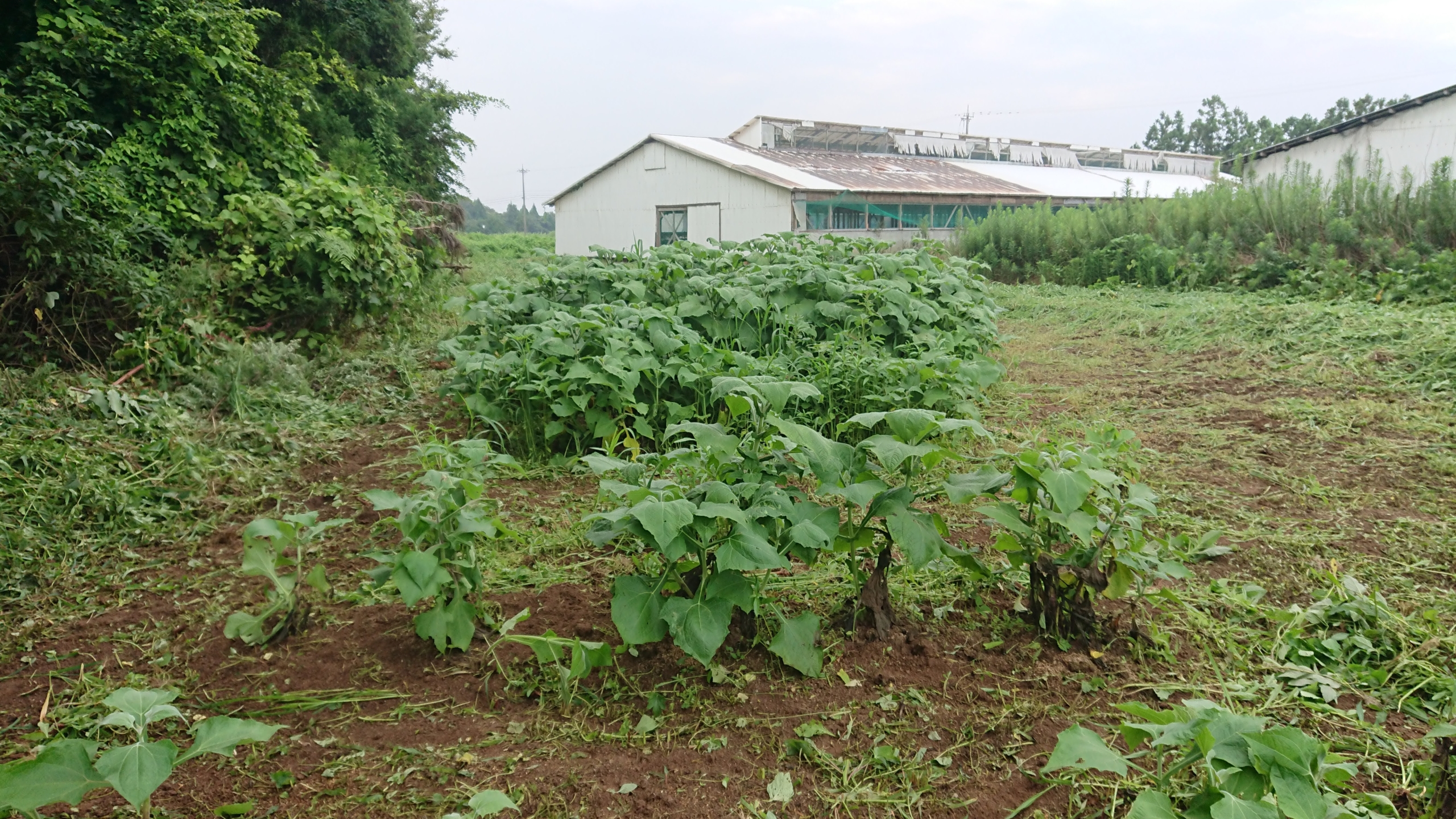 現在のヤーコンのようす-2020-08-17