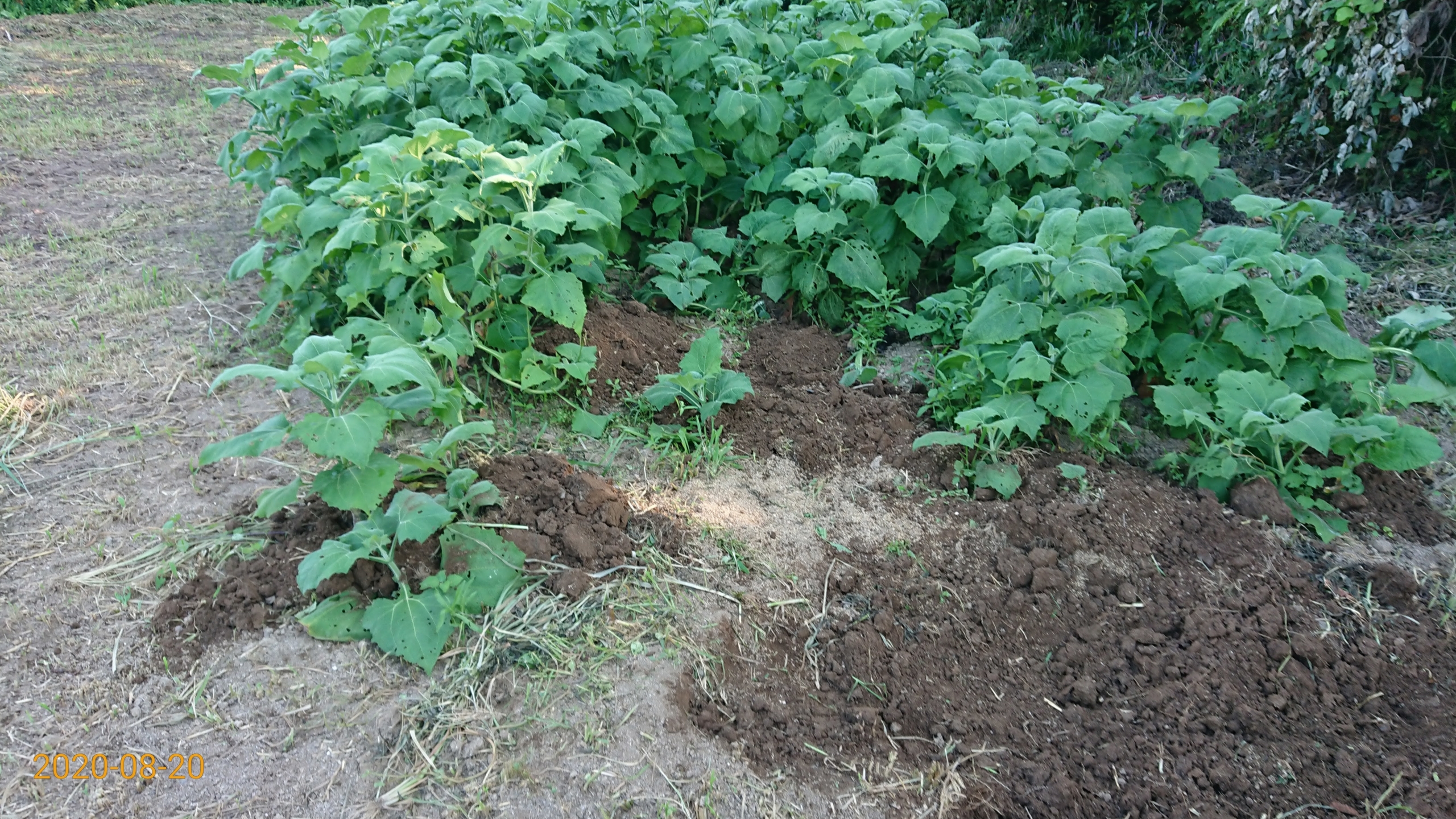 ヤーコンにイノシシの被害が出ていたので、埋め戻しました-2020-08-20