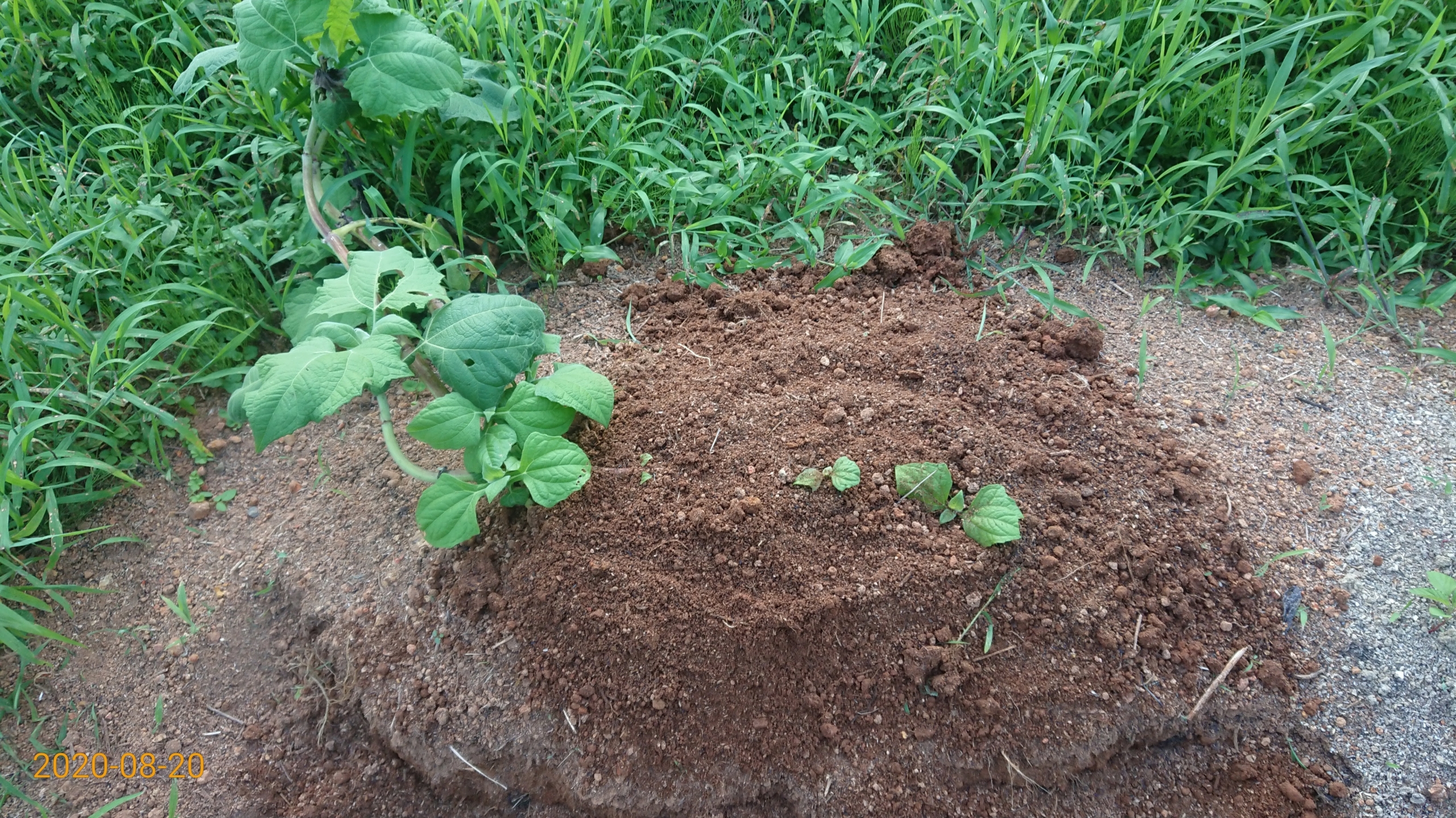 ヤーコンの挿し芽（さしめ）みたいになりました-2020-08-20