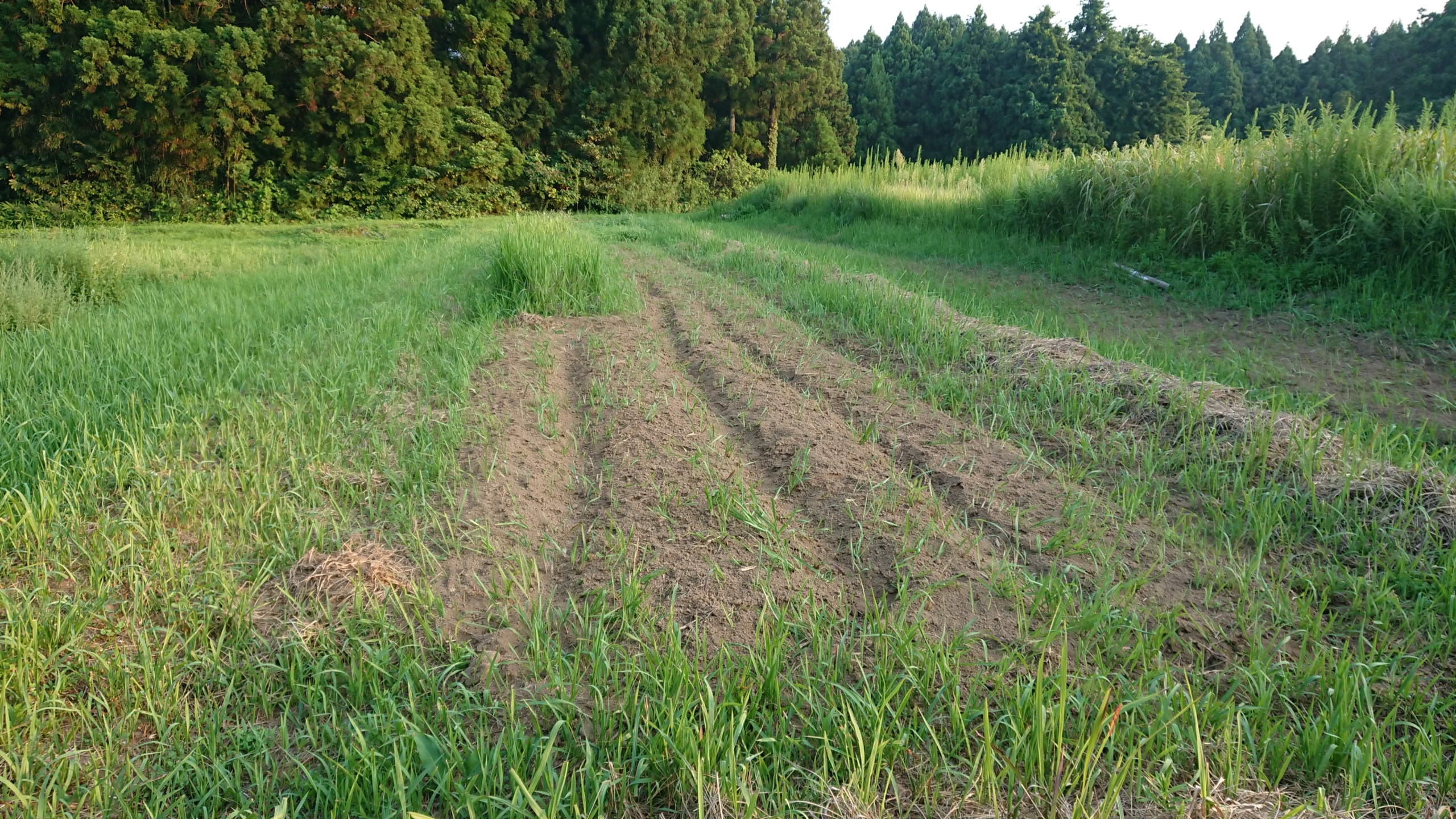 そばは発芽しませんでした-2020-08-26