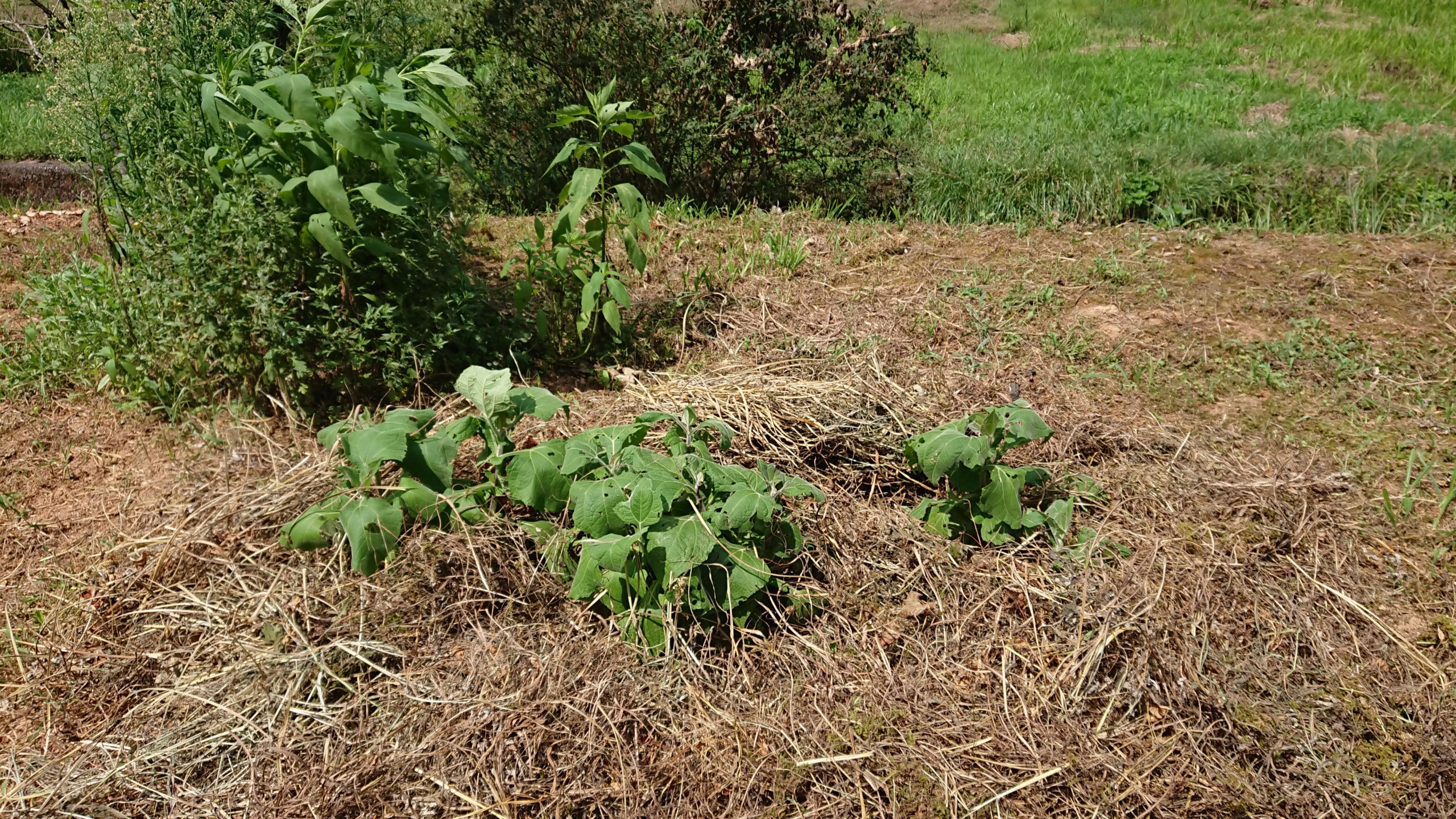 ヤーコンの畝に刈り草をかぶせました-2020-08-29