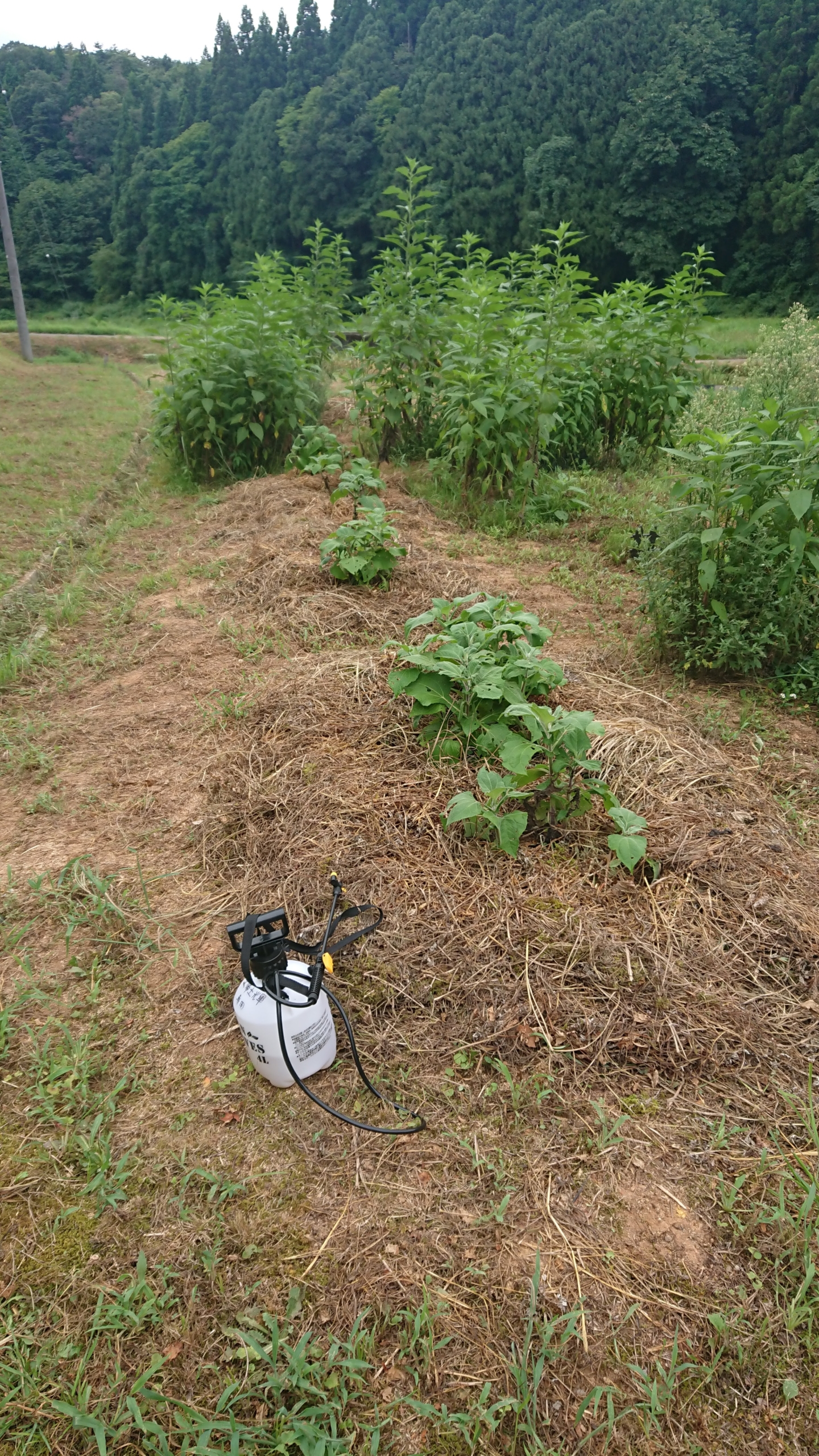 ヤーコンに有機液肥「土帰土輝」を散布しました-2020-08-31