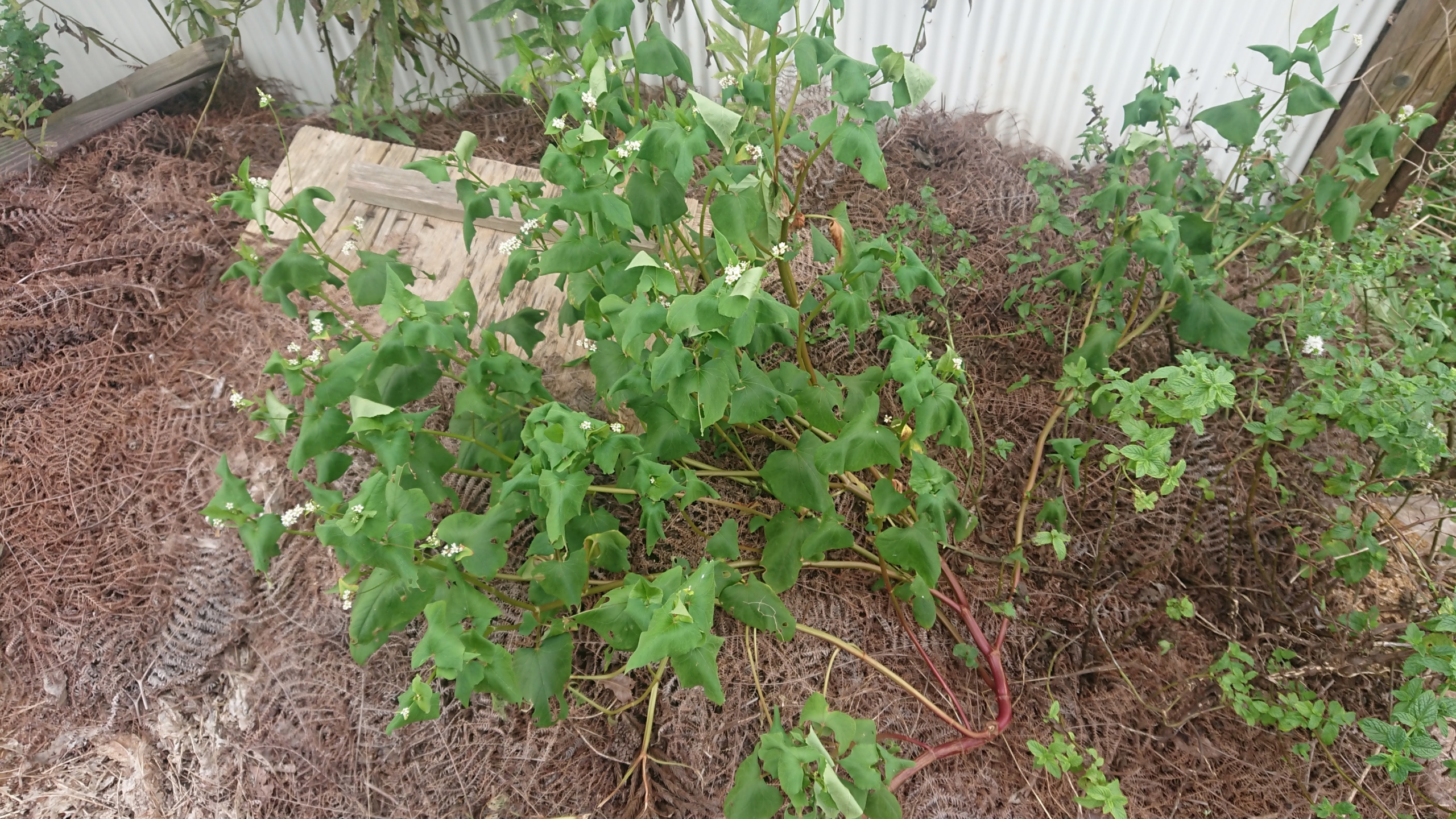 今年も１株だけ秋そばが花を咲かせました-2020-08-31