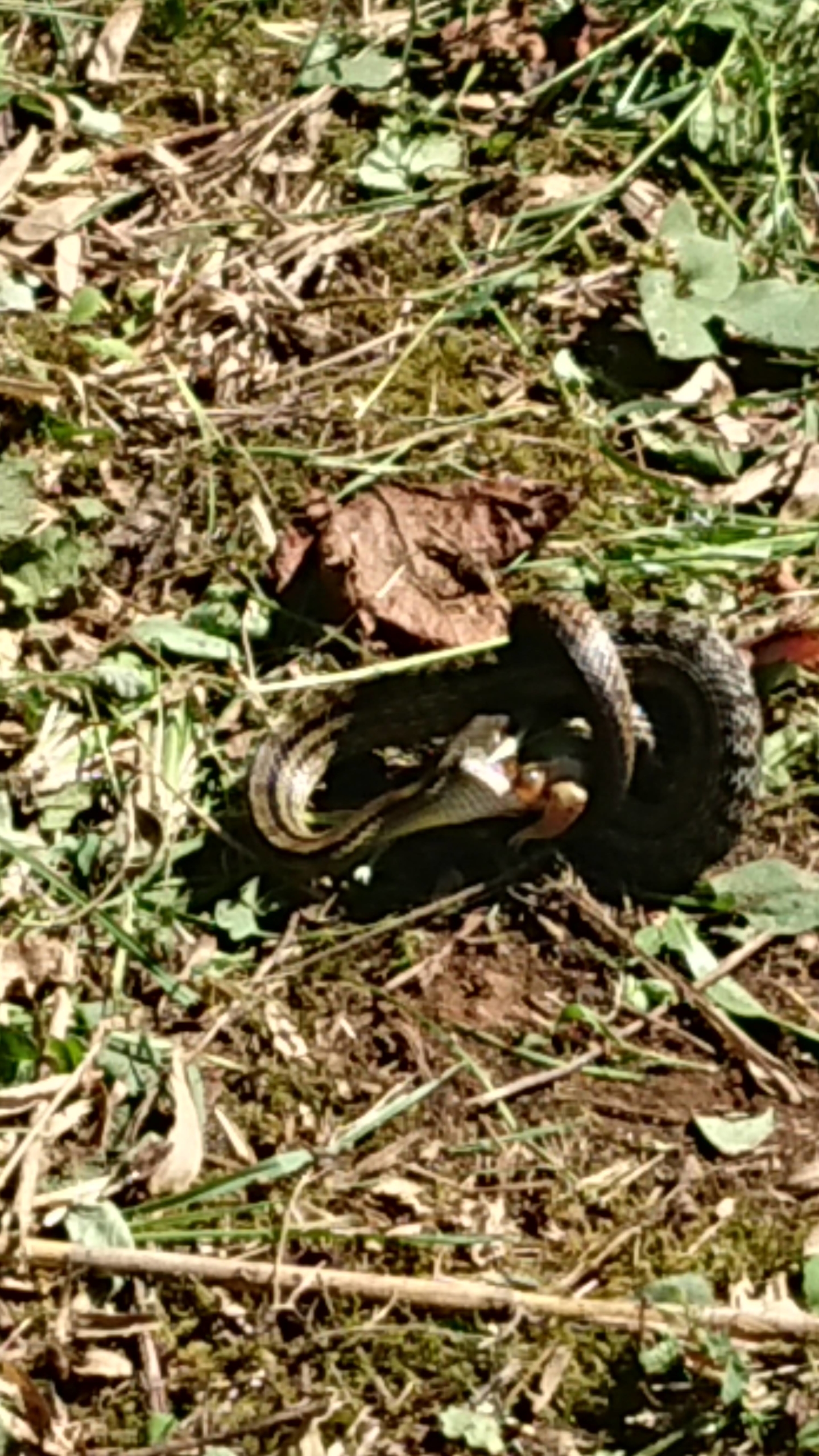 ヘビがカエルを飲み込んでいるところを始めて見ました2020-09-19