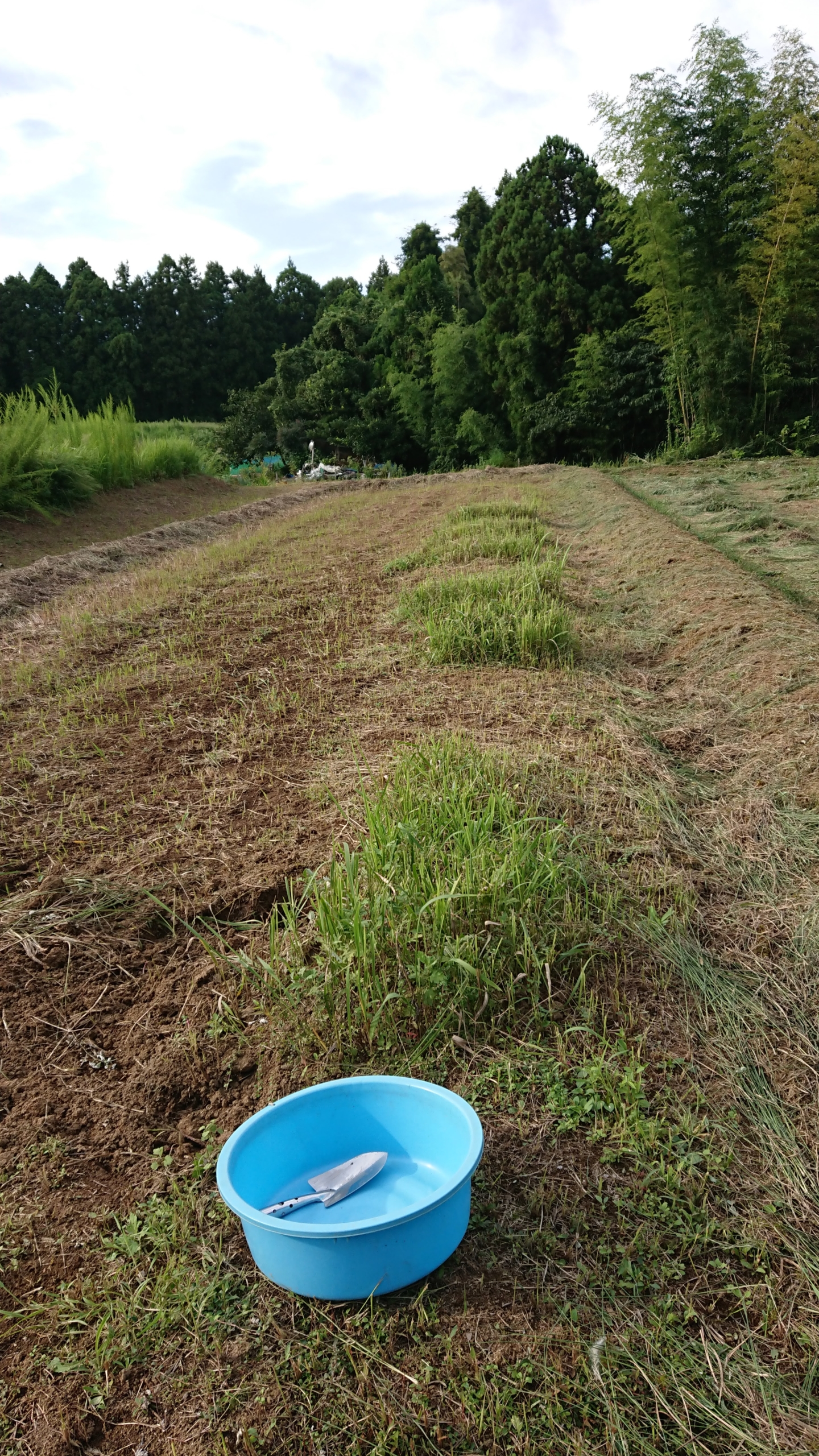 ペニーロイヤルミントを移植しました-2020-09-22