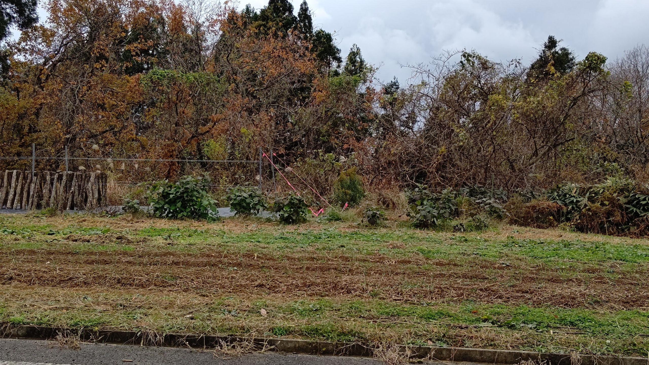 北海道ワインの吉村さんのヤーコンを見せてもらいました-2020-12-08