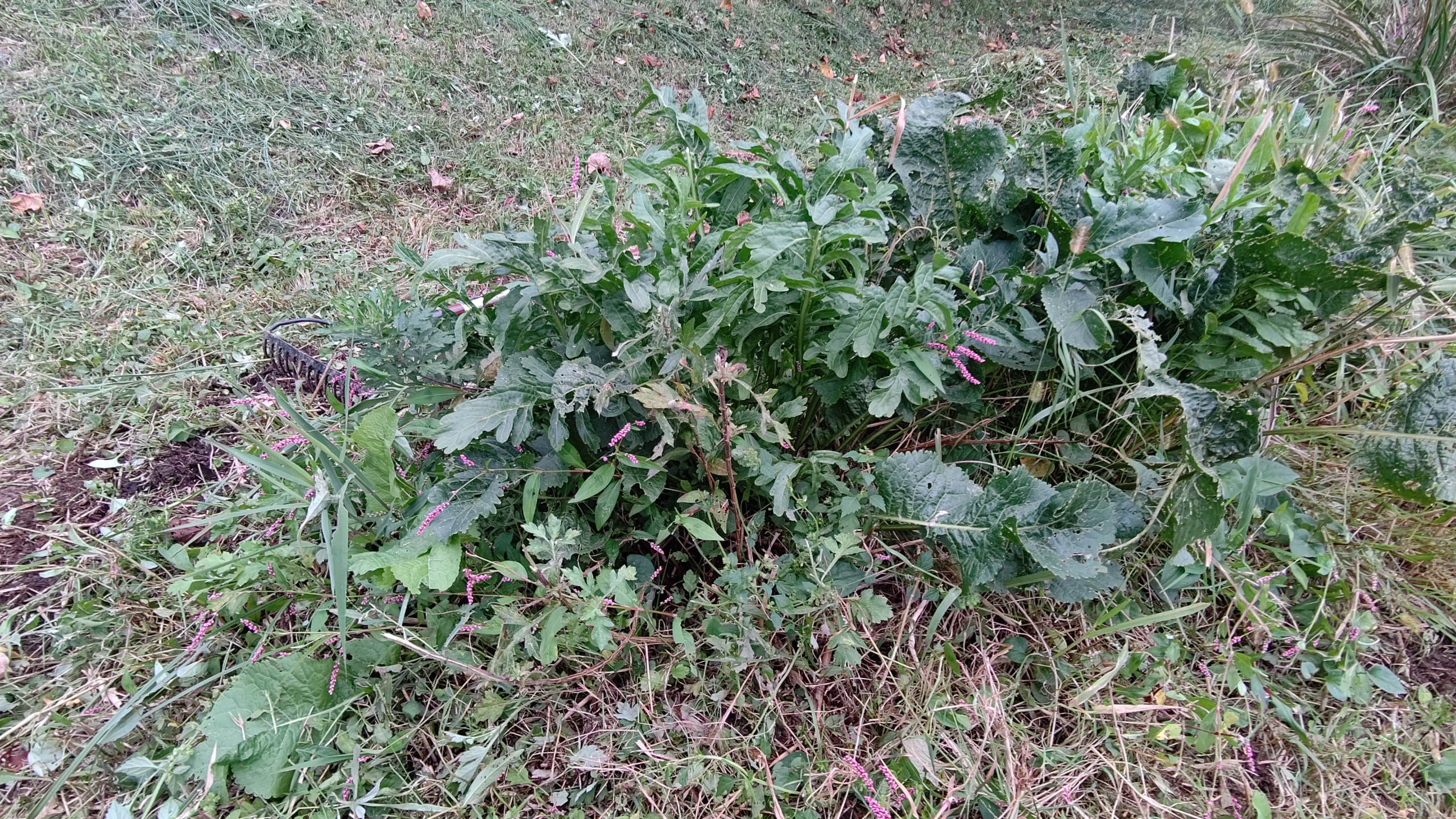 北海道の人しか見たことがない、西洋わさびです-2020-10-16