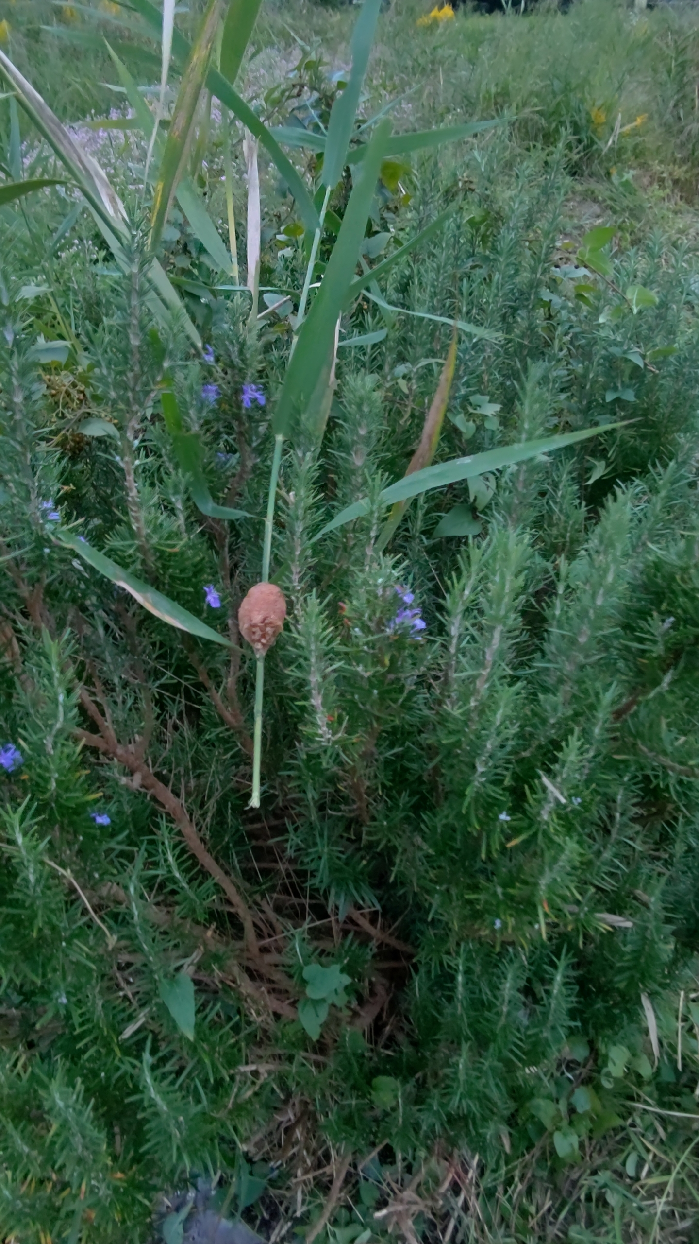 今年のローズマリートスカナブルーは、生育が良くないです-2020-10-16