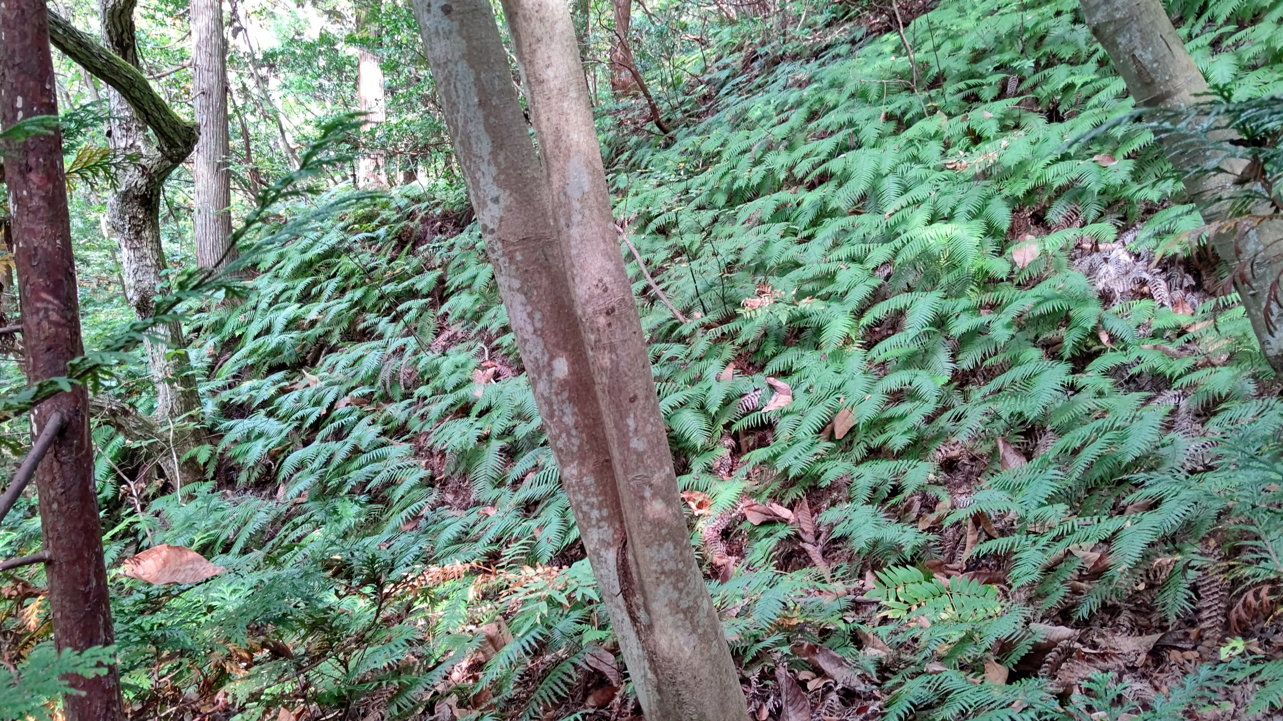 正月飾り用のウラジロ採取してます-2020-10-27