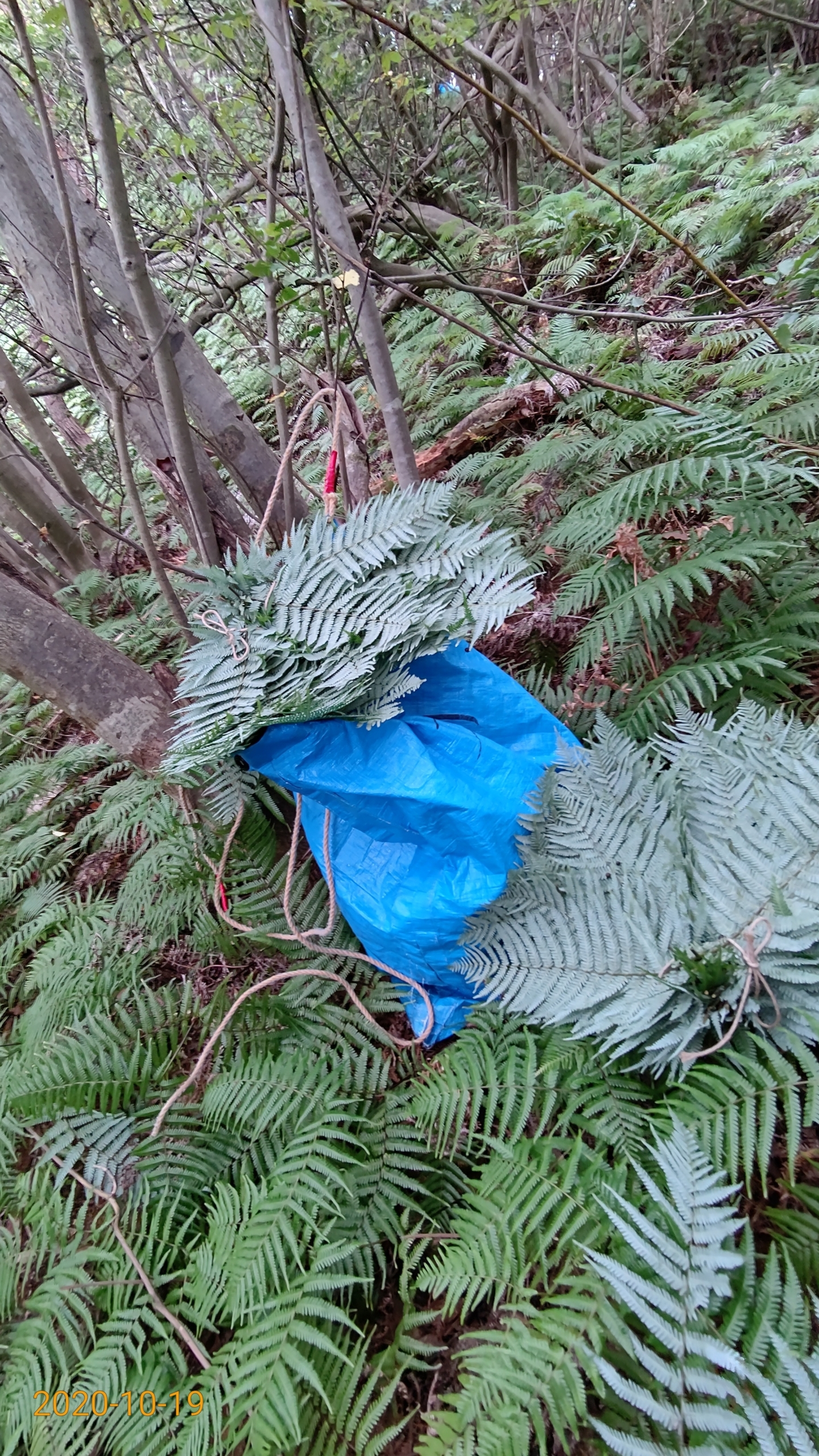 今年も正月飾り用のウラジロ採取を始めました2020-10-19