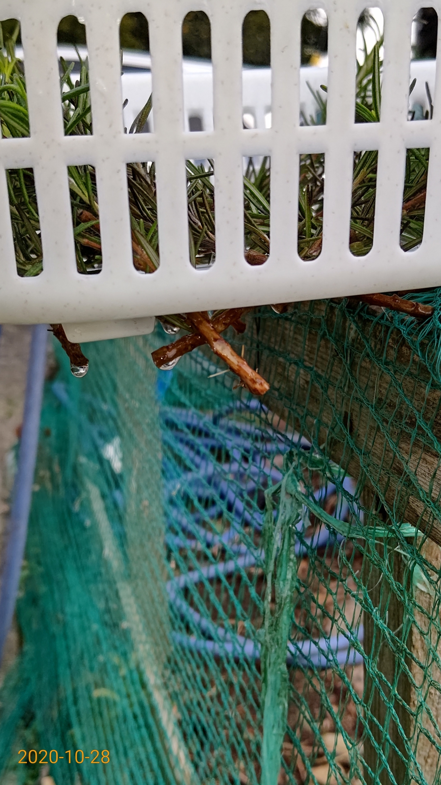 ローズマリートスカナブルーの苗作りです-2020-10-28