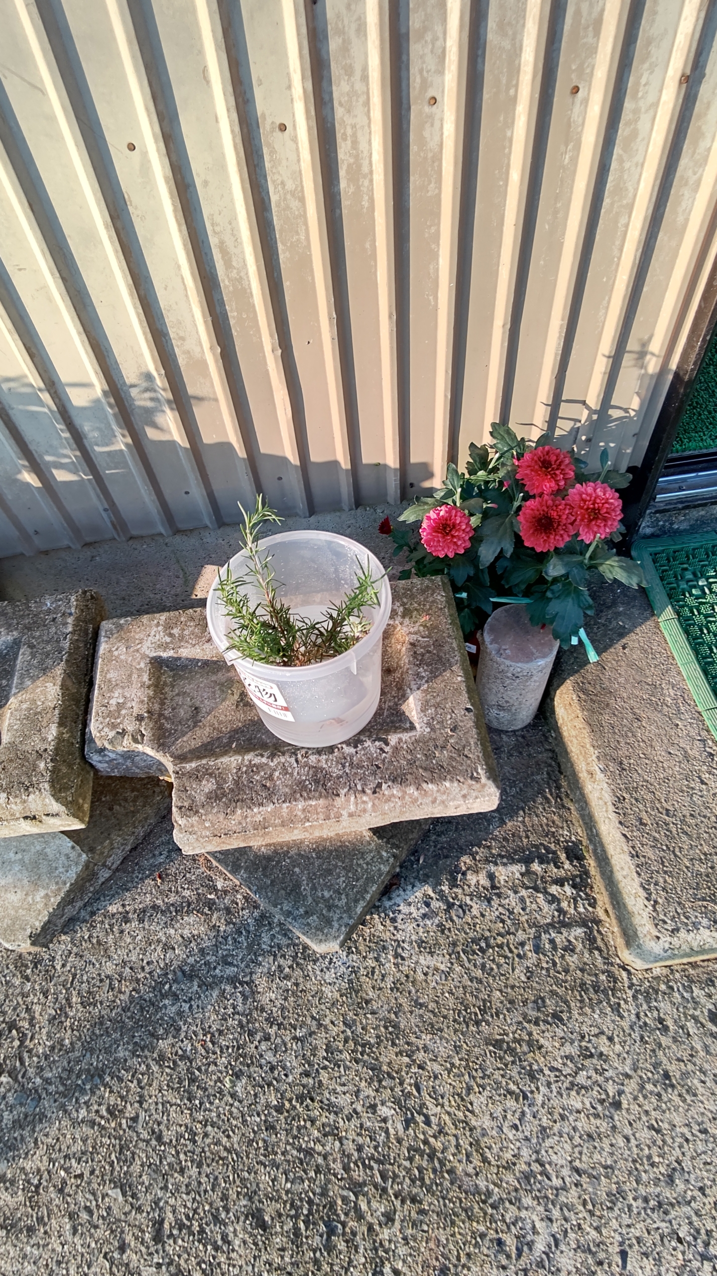 ローズマリートスカナブルーは、7本が根が出てきました-2020-10-31