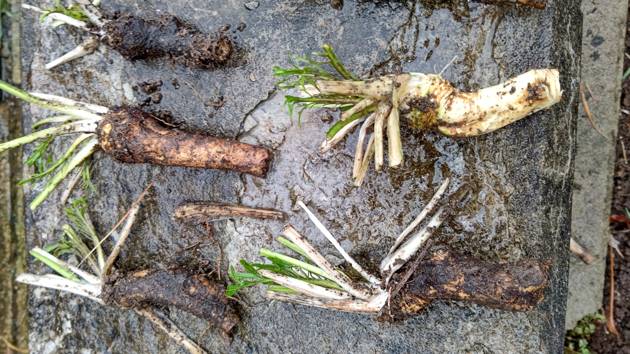 西洋わさびを移植するために掘り上げましたが、すでに根が出ています-2020-11-03