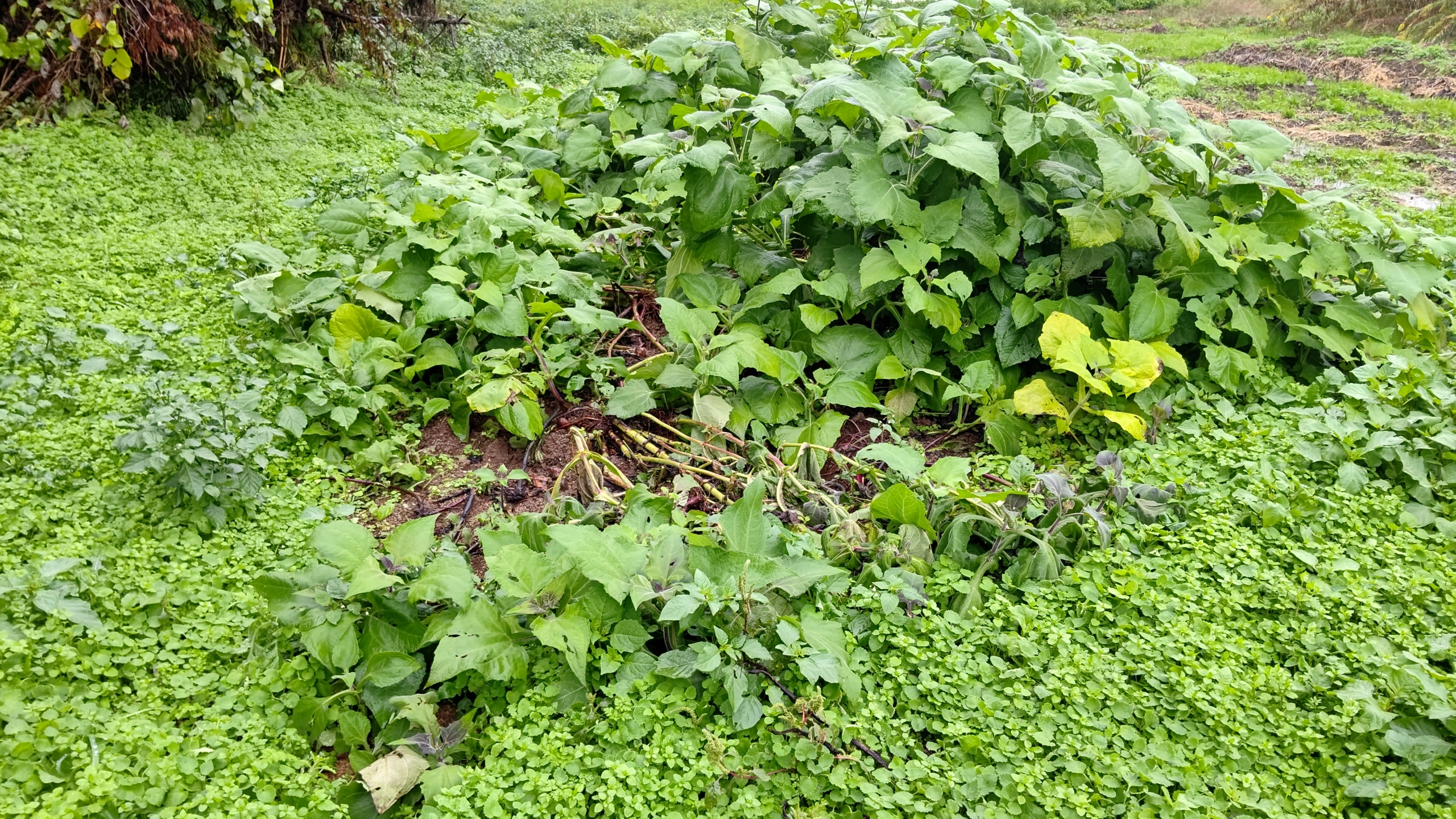 ヤーコン畑へのイノシシの襲撃は終わったような気がする-2020-11-03