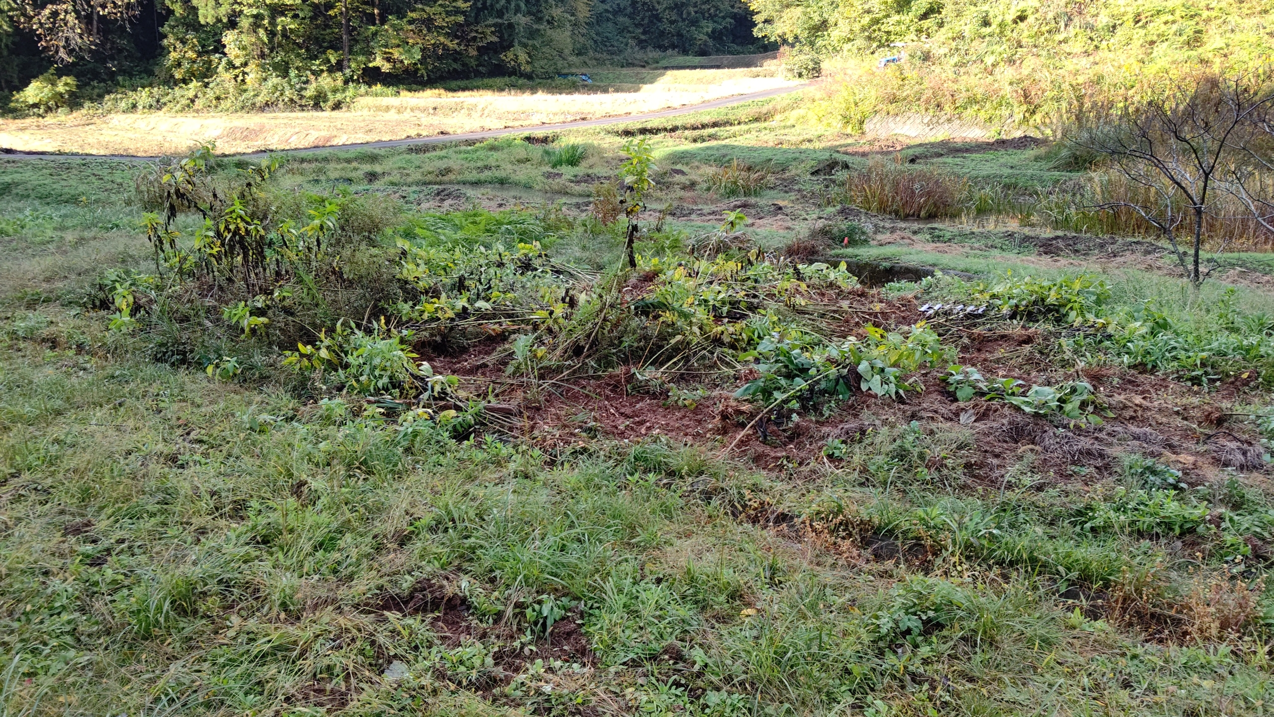 キクイモはイノシシに食べられて収穫する芋は全滅しました-2020-11-05