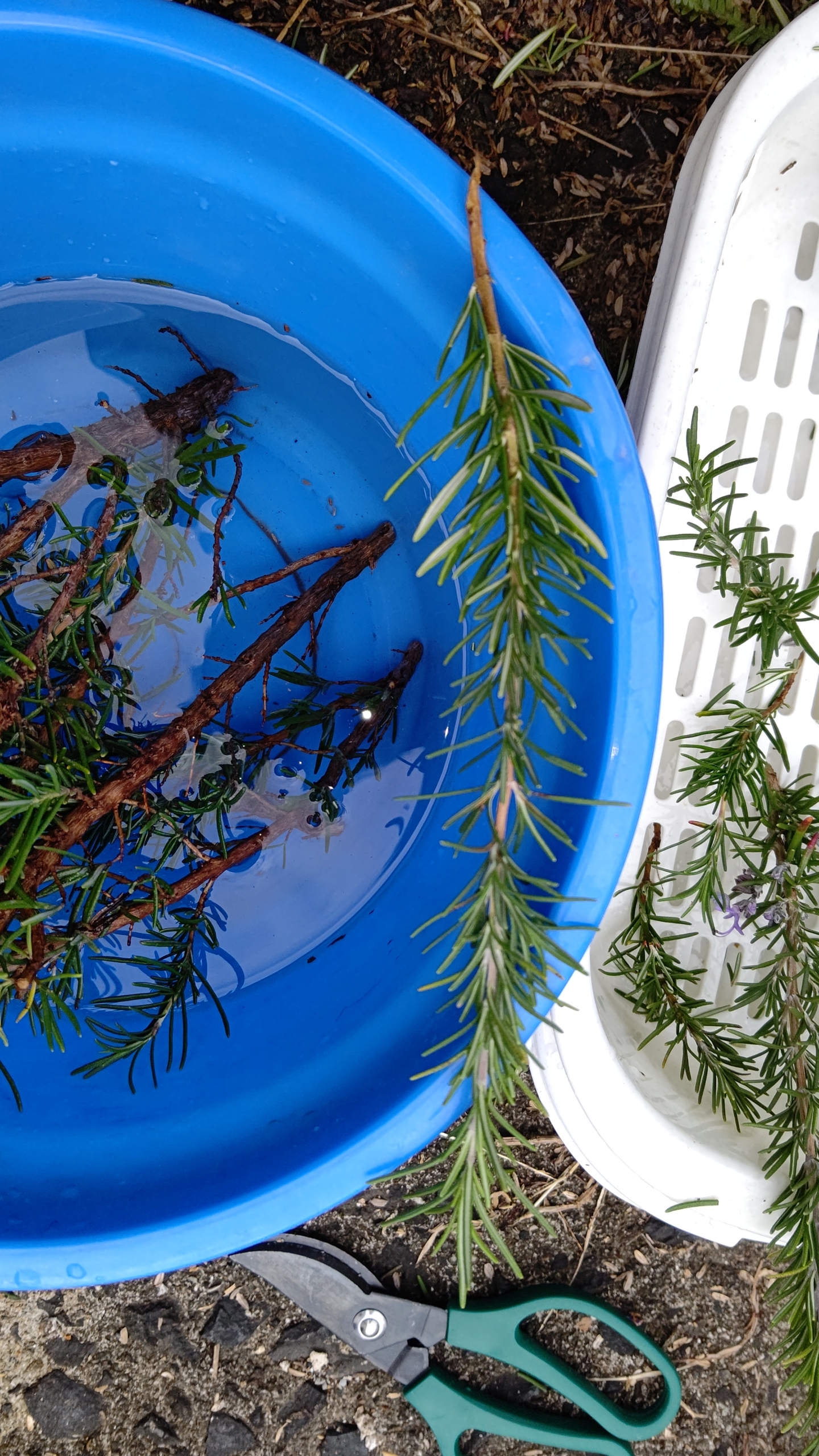 ローズマリートスカナブルーの苗をもう少し作ります-2020-11-07