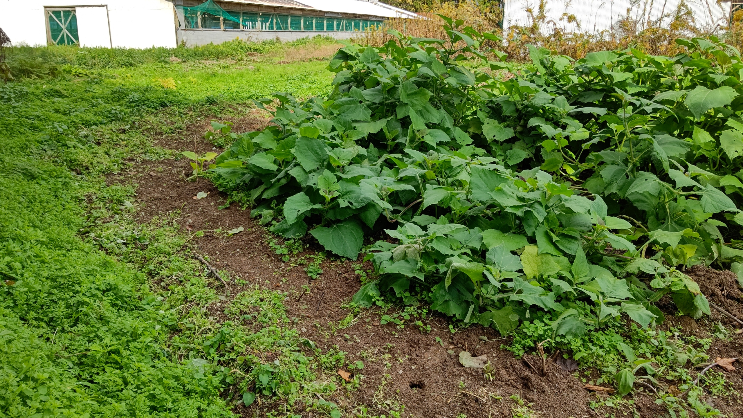 西洋わさび(レフォール)を植えた後は、ヤーコンを食べに来ていません-2020-11-10