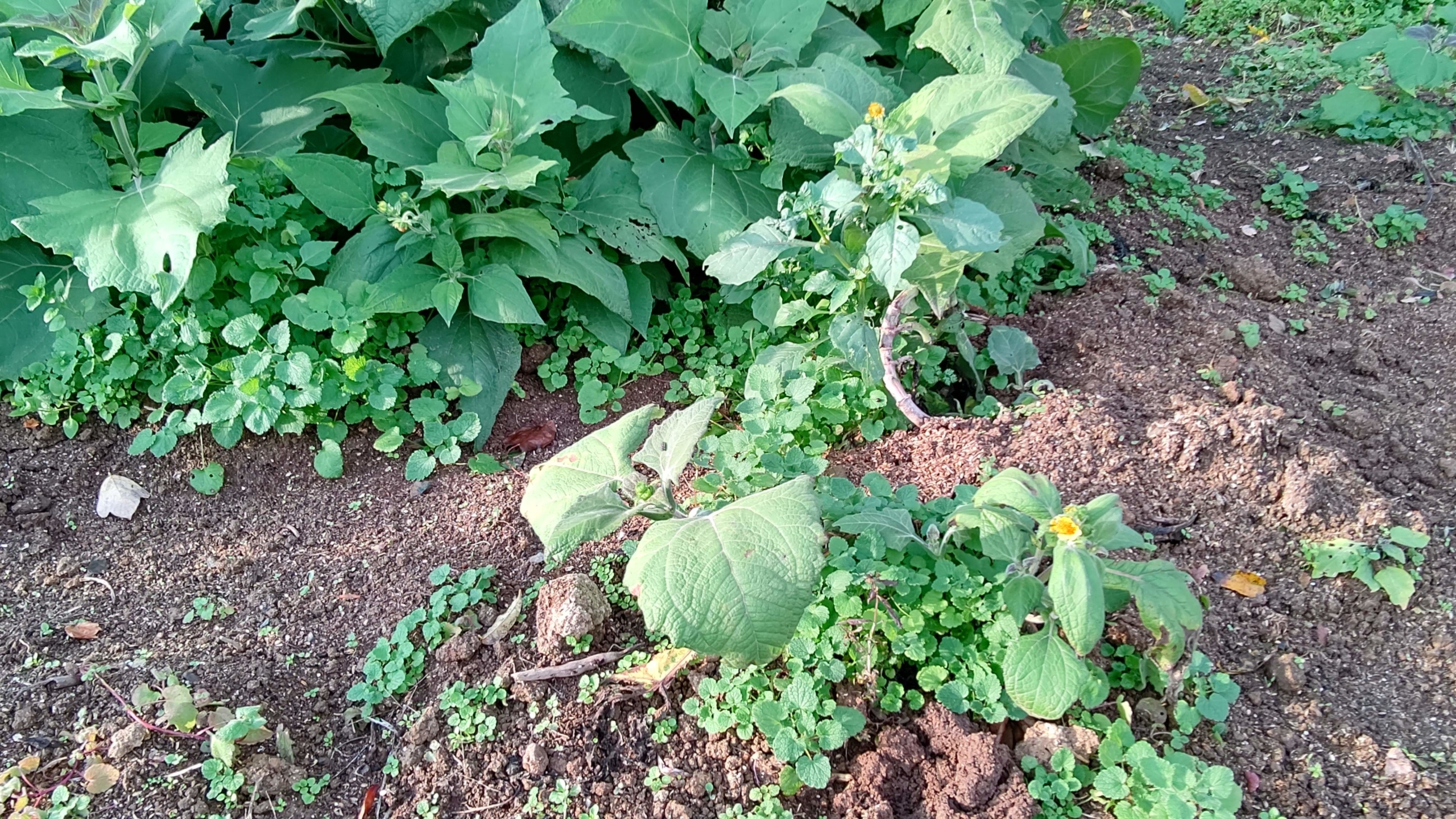ヤーコンの花が咲いてます-2020-11-20