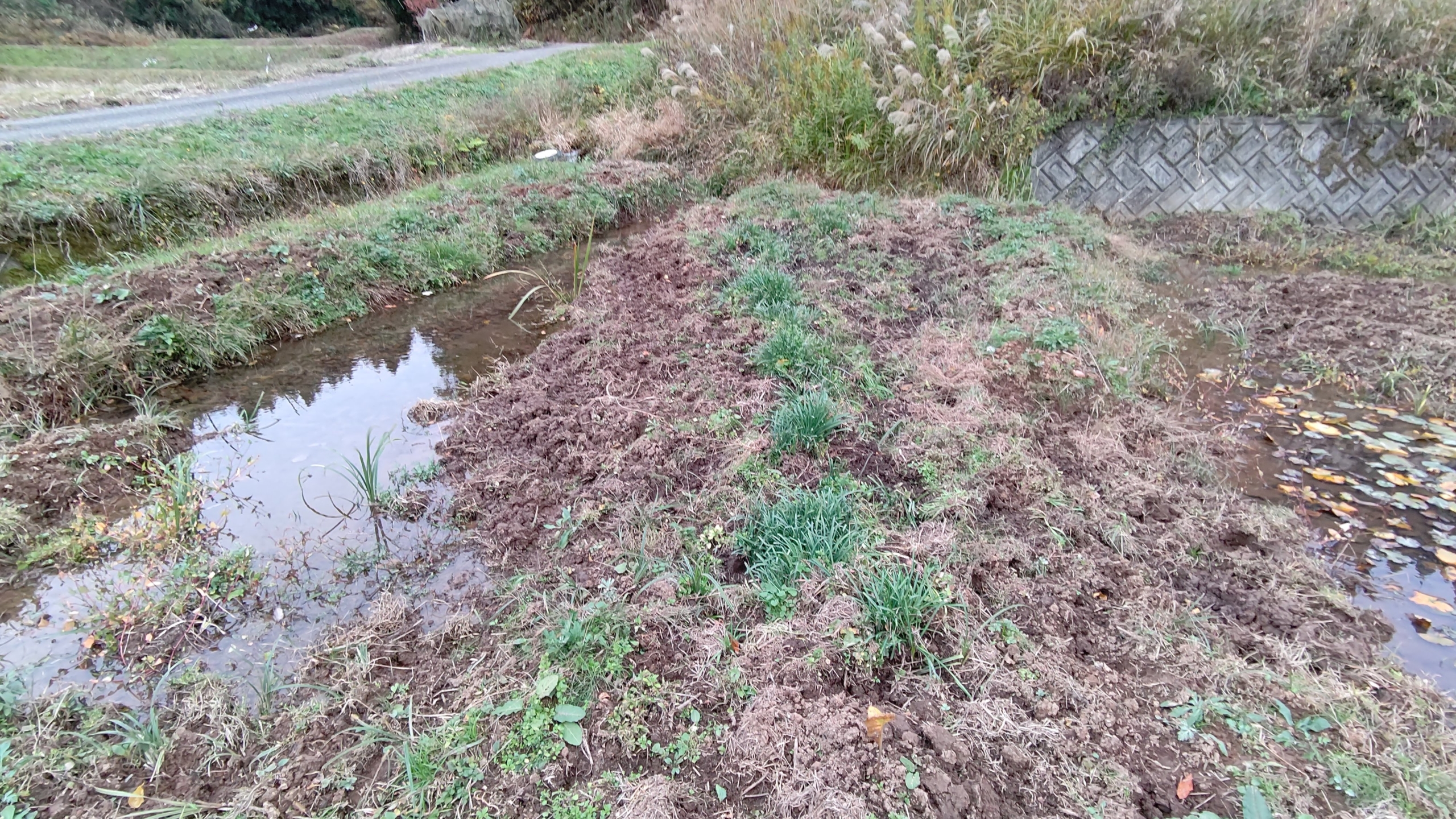 こちらの畑は収穫用のキクイモは全滅です-2020-11-23