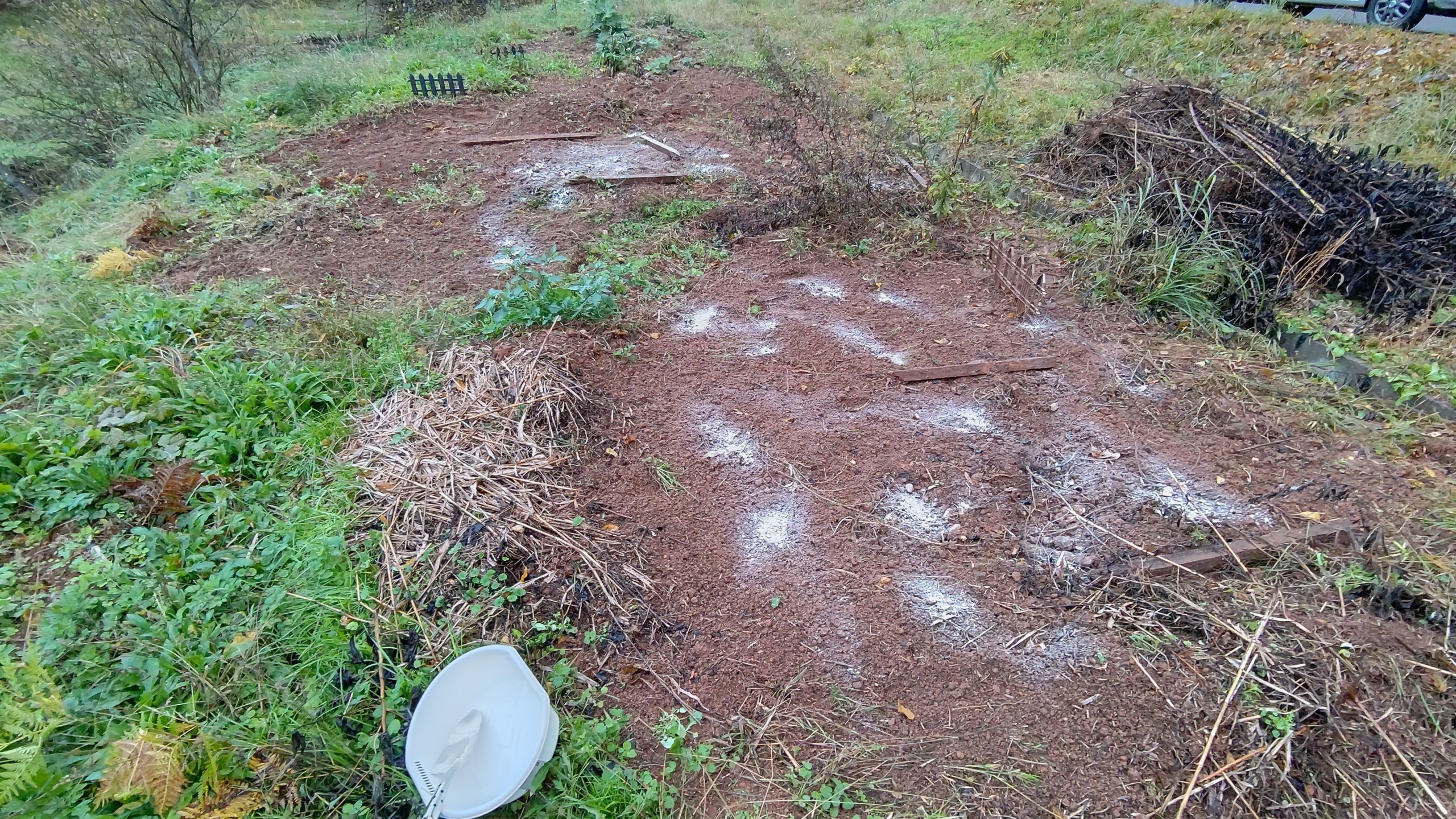 今朝、西洋わさび（レフォール）の粉末をキクイモとその周りにふりかけました-2020-11-23