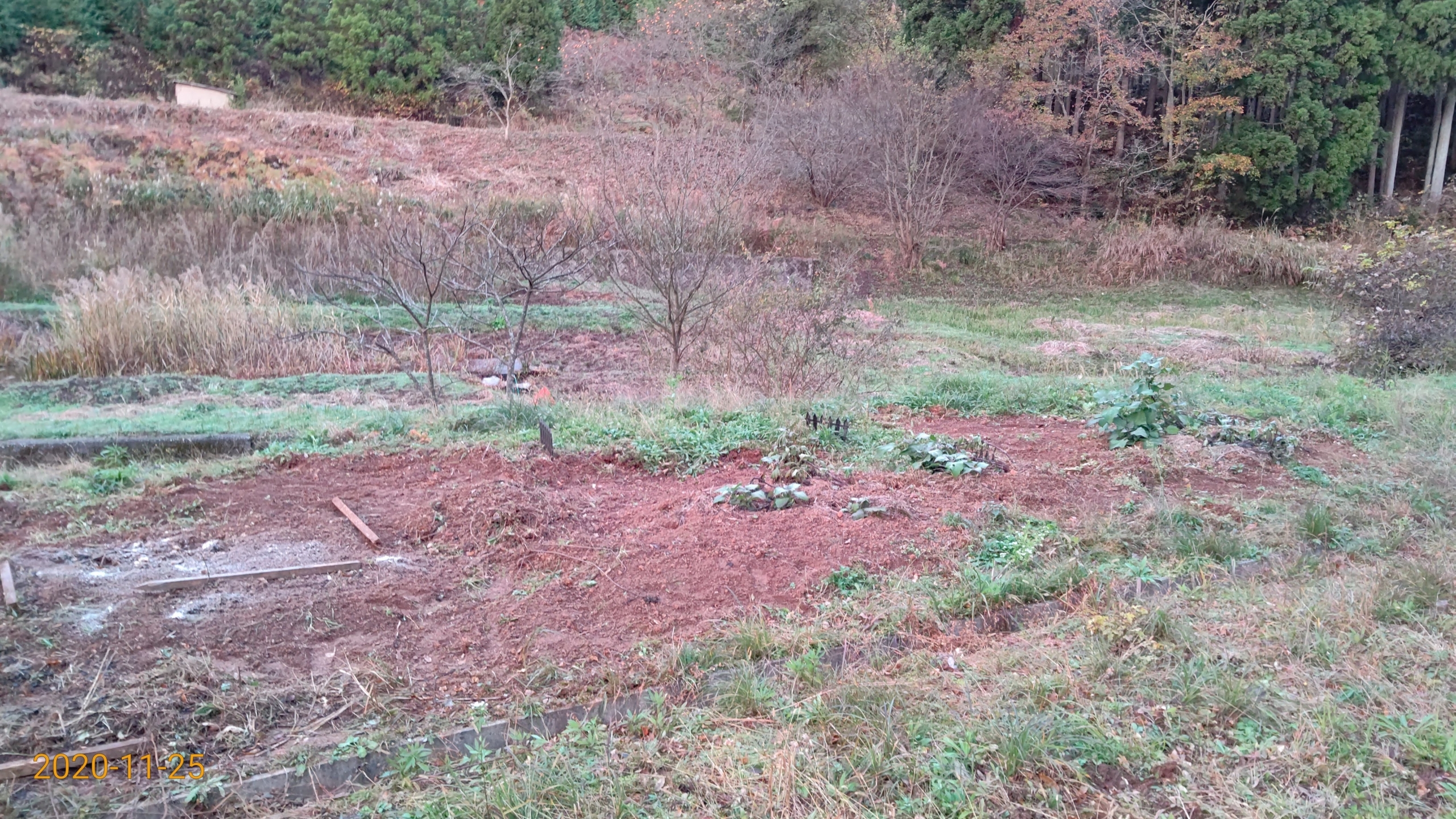 今年の春に岐阜県のヤーコンおやじさんこと三宅薬品さんからもらったヤーコンです-2020-11-25