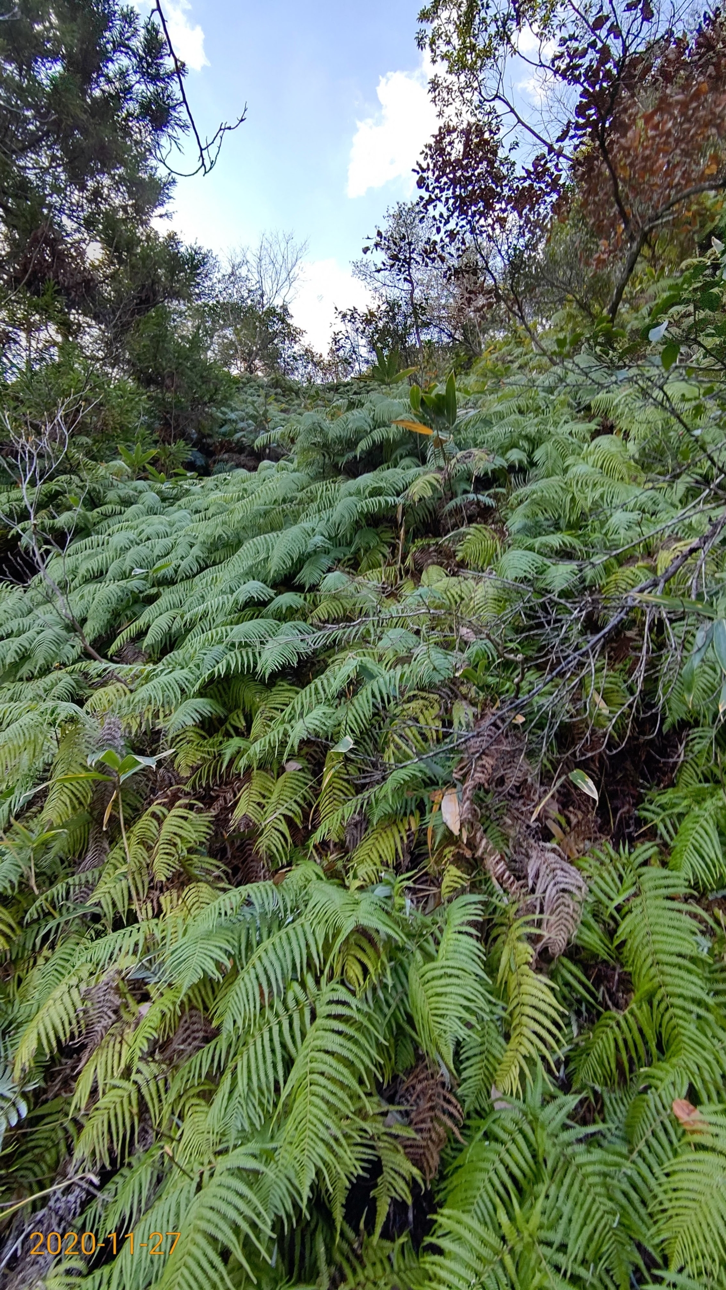 けいかぼく公園に車をとめました-2020-11-27
